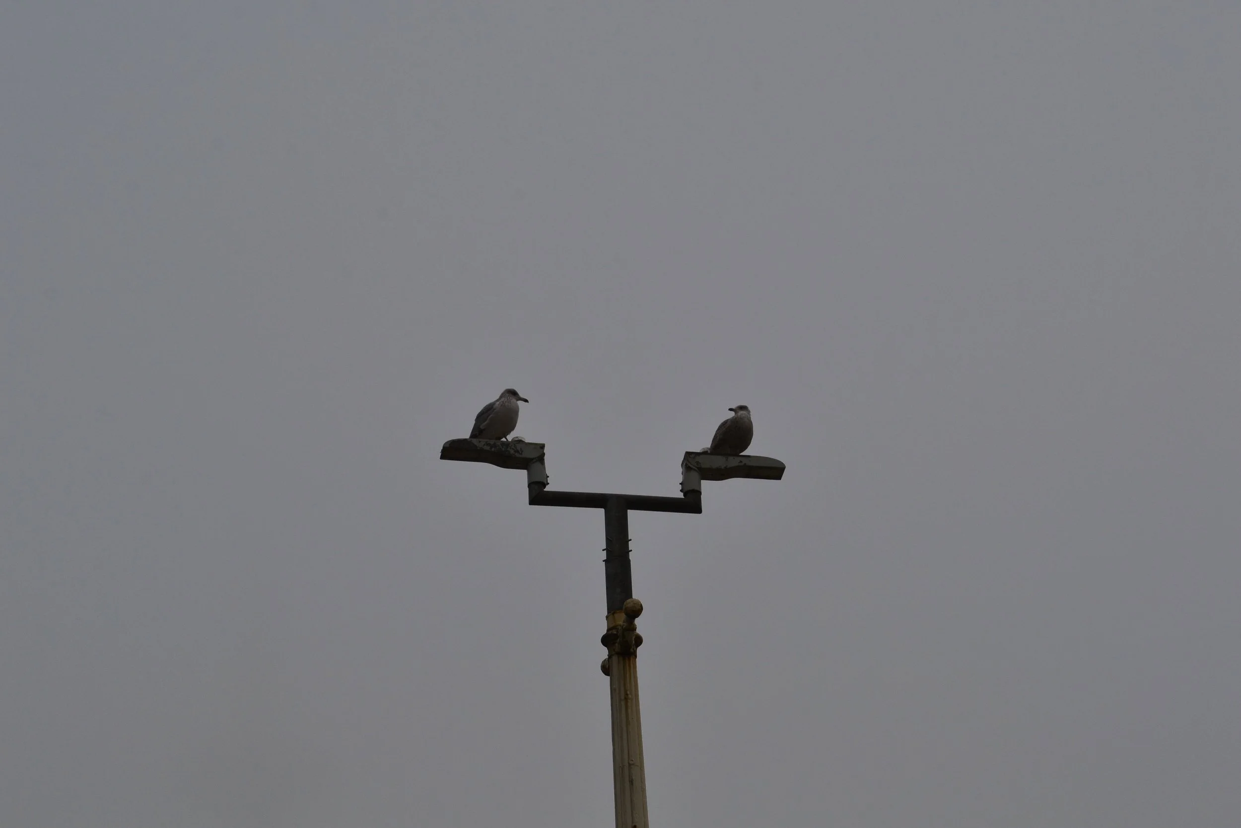 DSC_0739.jpg