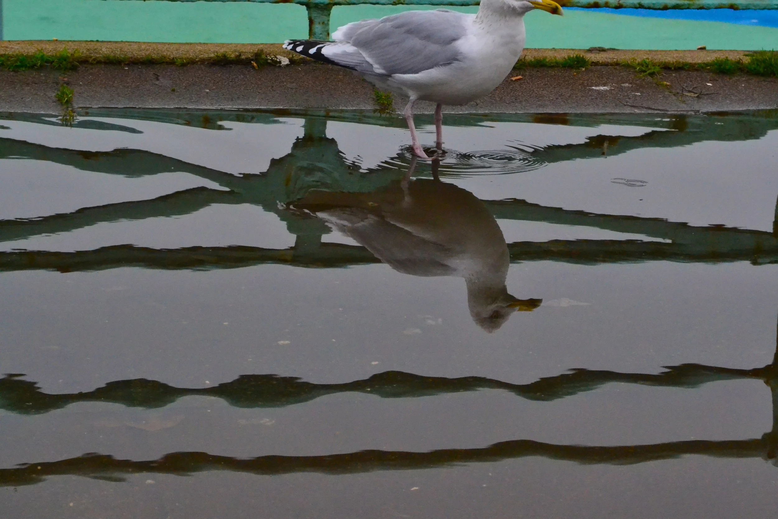 DSC_0775.jpg