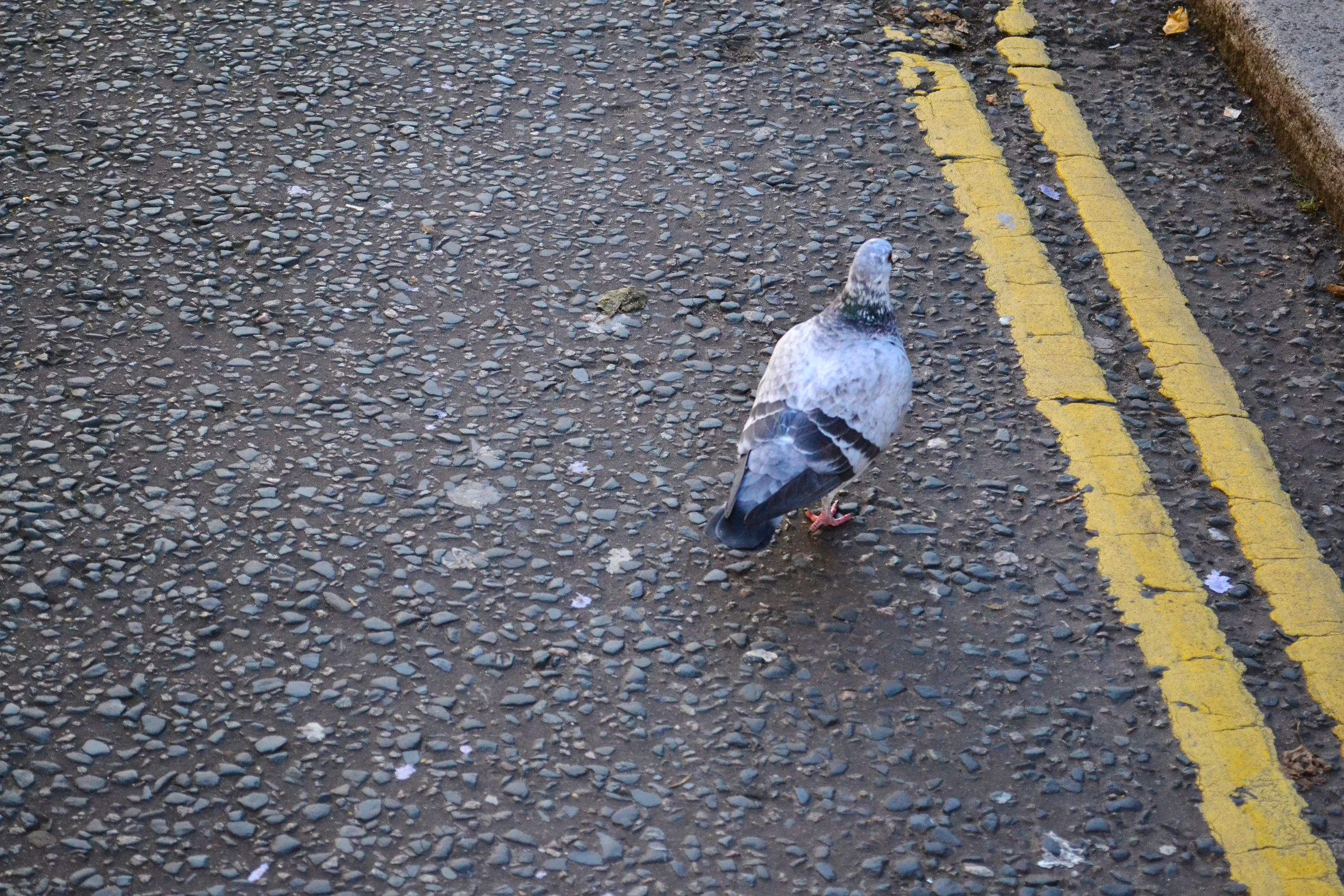 DSC_0072.jpg