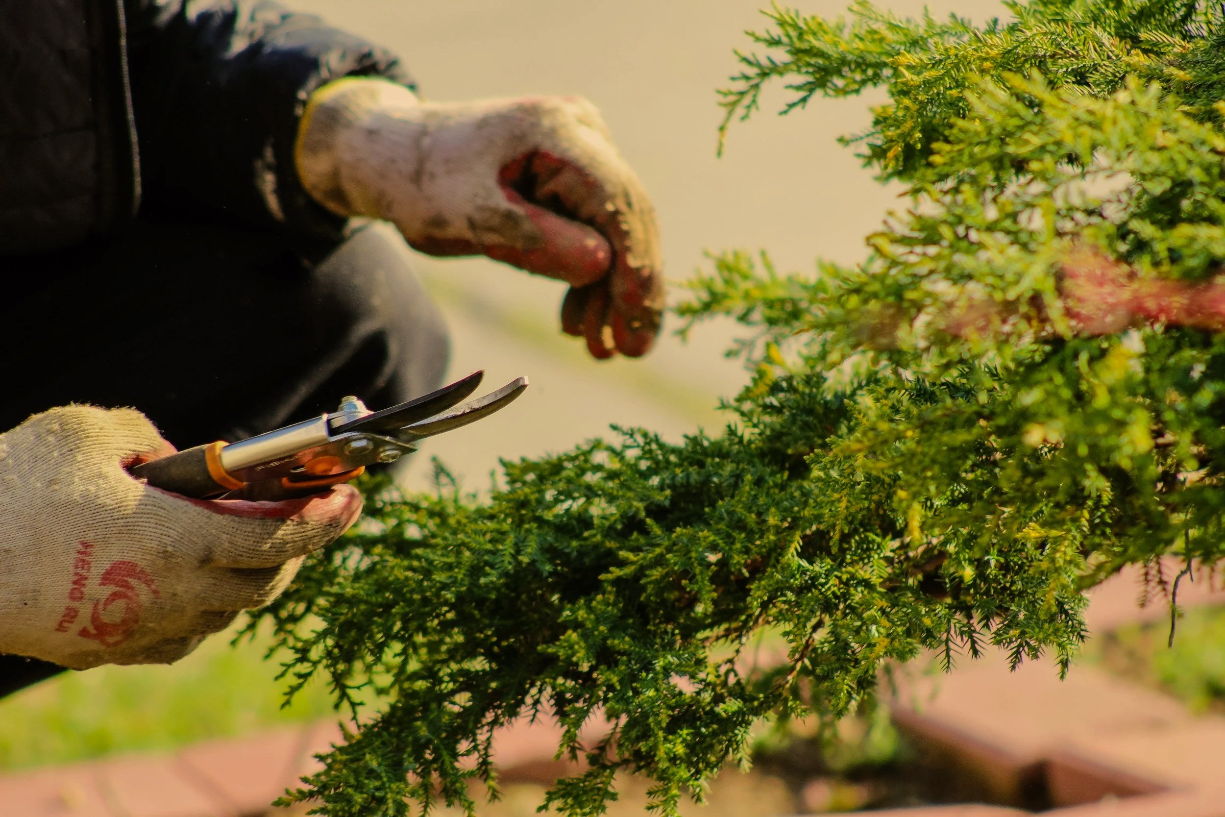 Person pruning a green shrub with gardening shears while wearing gloves.