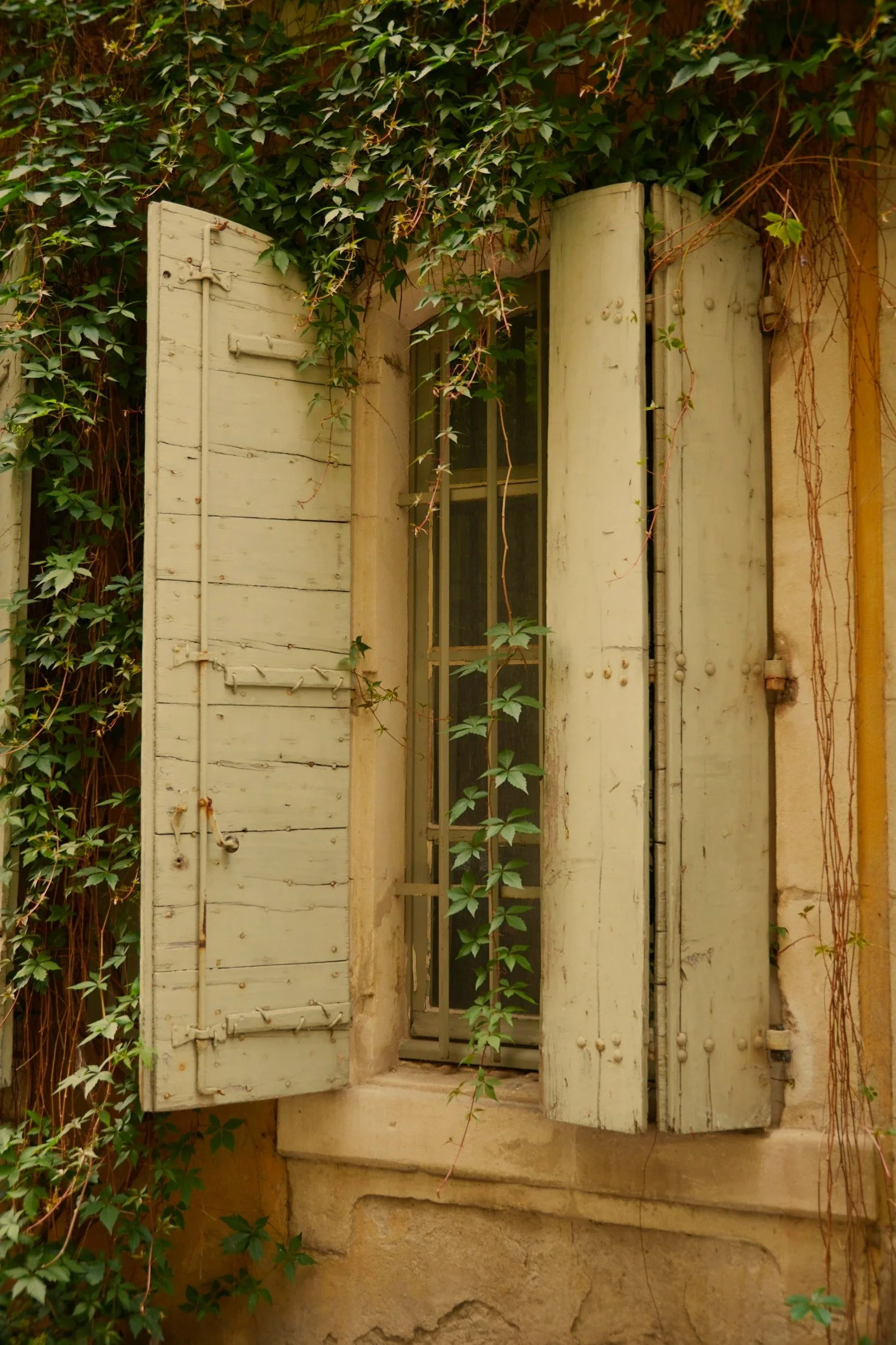 Old wooden window shutters partially open on a wall, surrounded by green ivy and climbing plants.