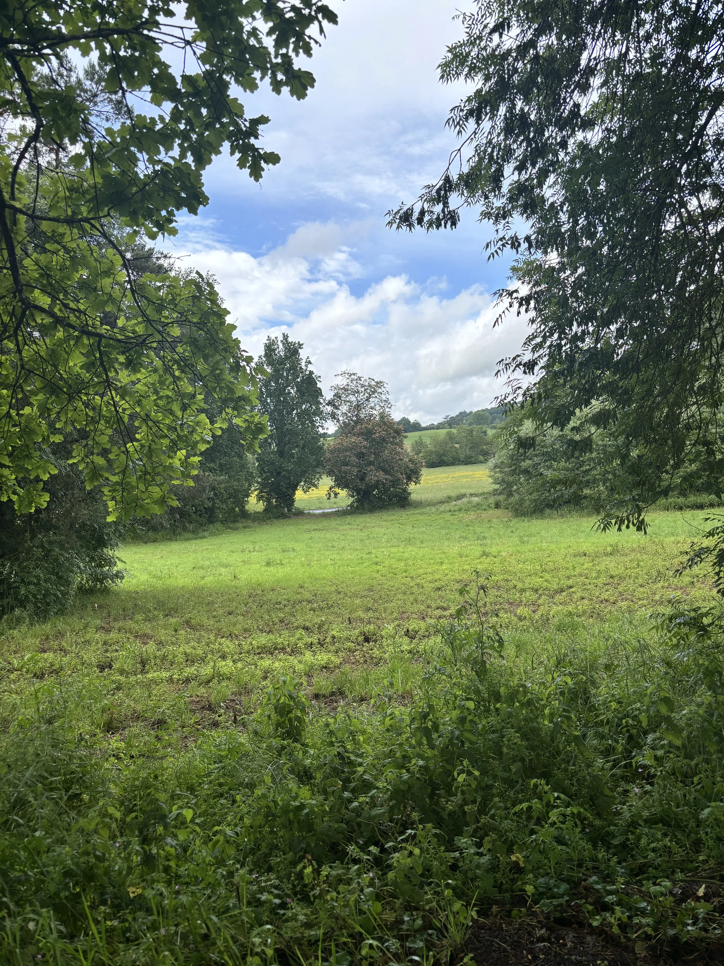 IMG_2052.jpeg