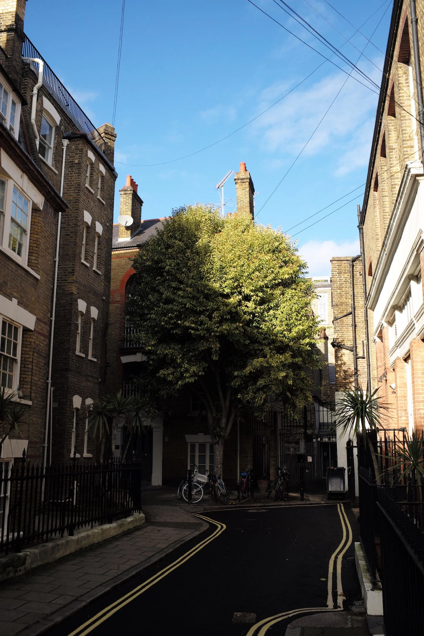 Ldn_marylebone_tree.jpeg