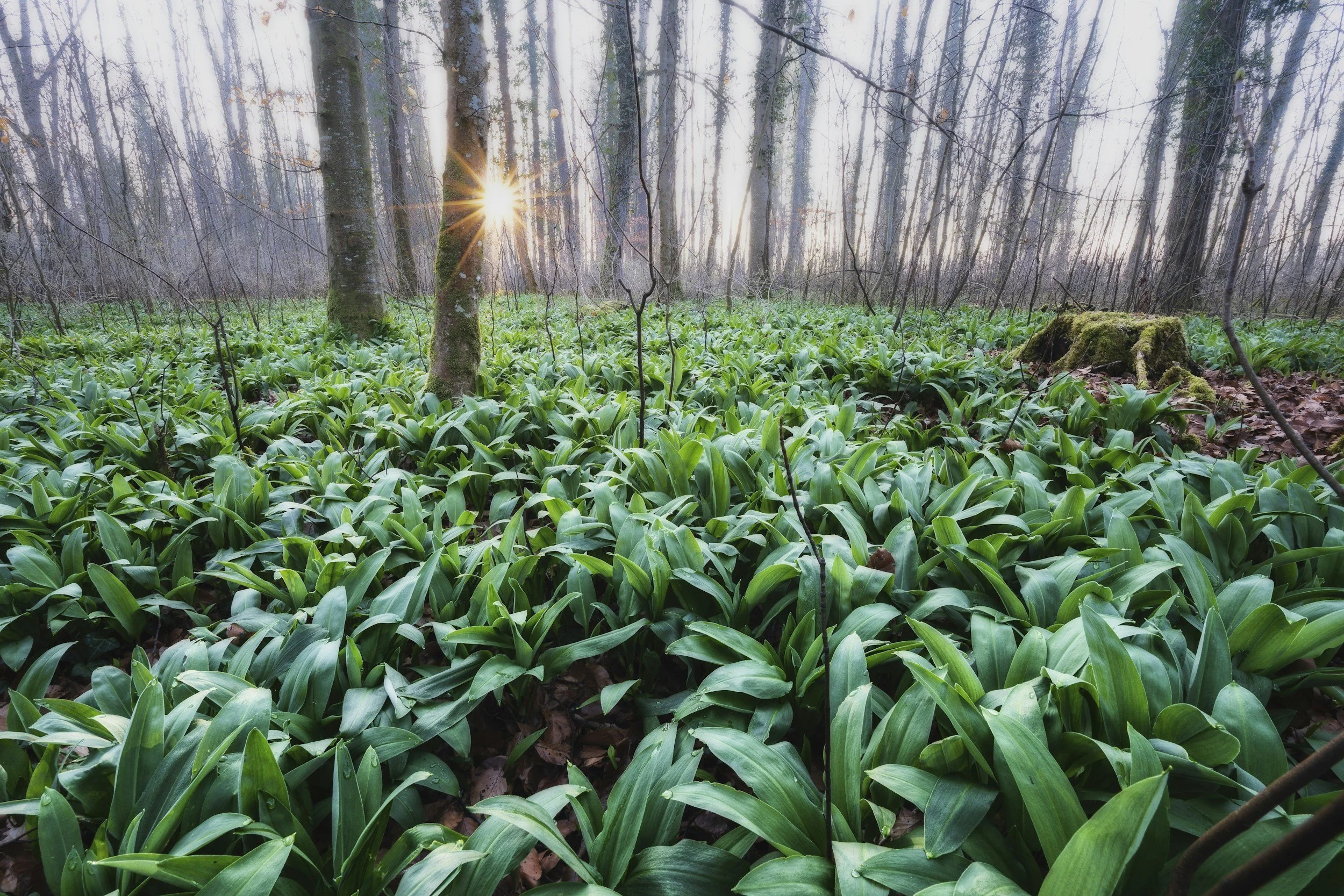 Wild Garlic Season: Are You Making the Most of It?