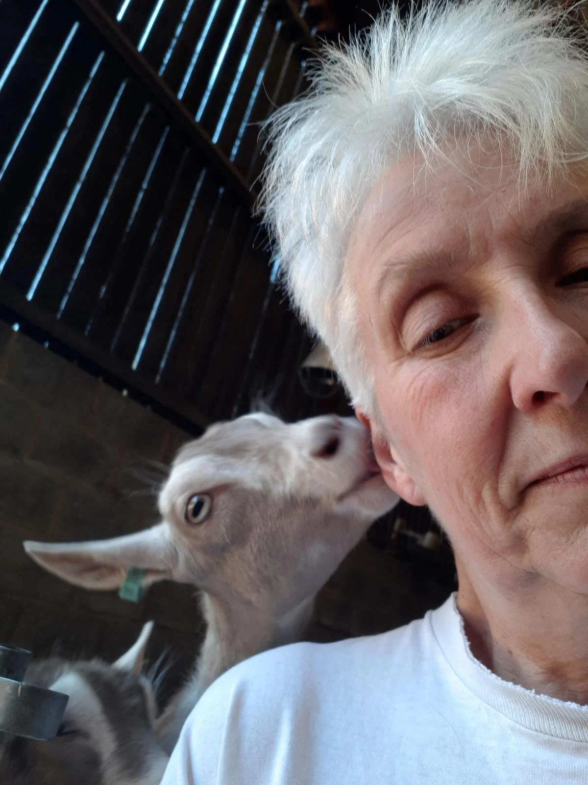 A woman with short white hair and a white shirt is being kissed on the cheek by a baby goat. The goat has light fur and blue eyes. There is a wooden barn or stable background.