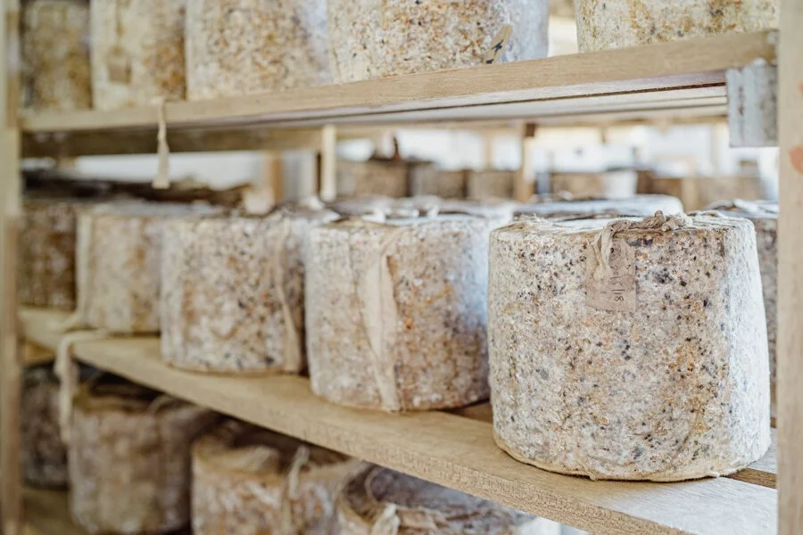 Large blocks of cheese aging on wooden shelves in a cheese cellar.