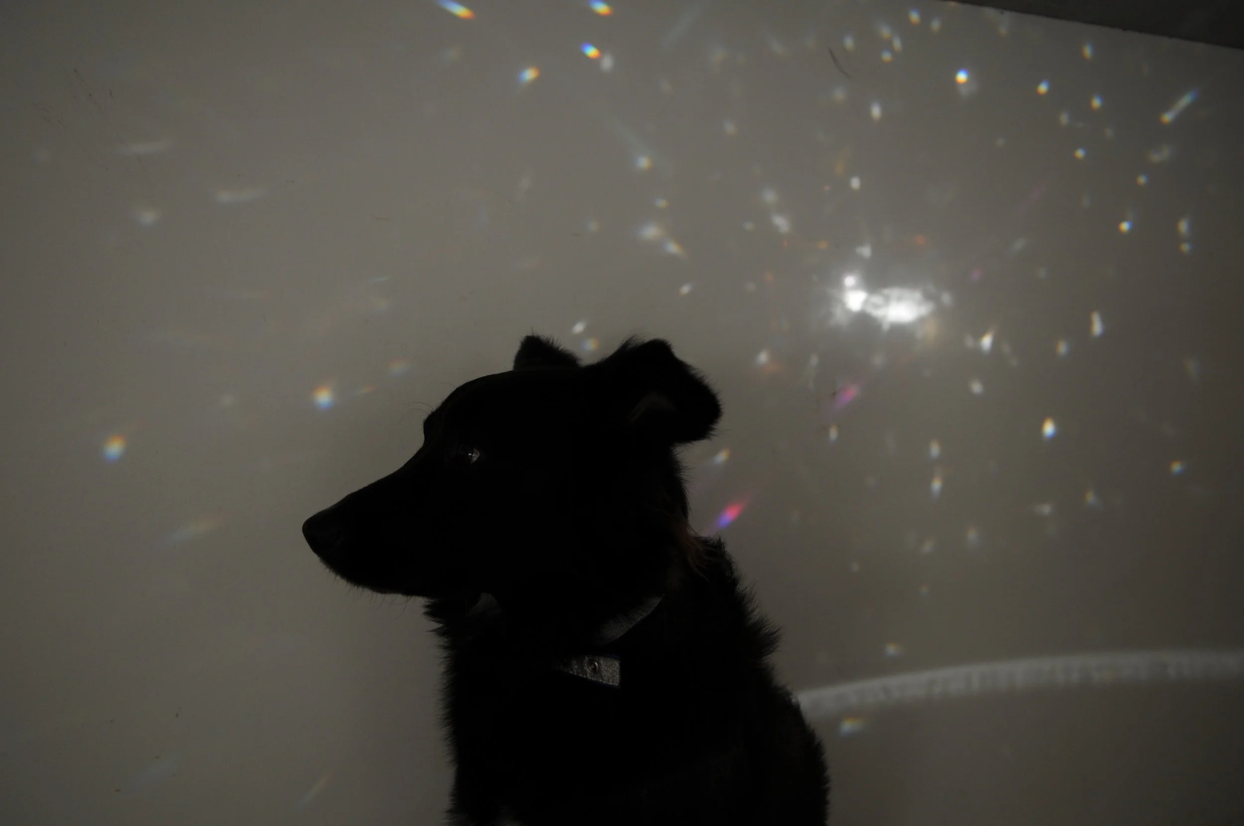 Silhouette of a black dog sitting indoors with a background of colorful light reflections on the wall.