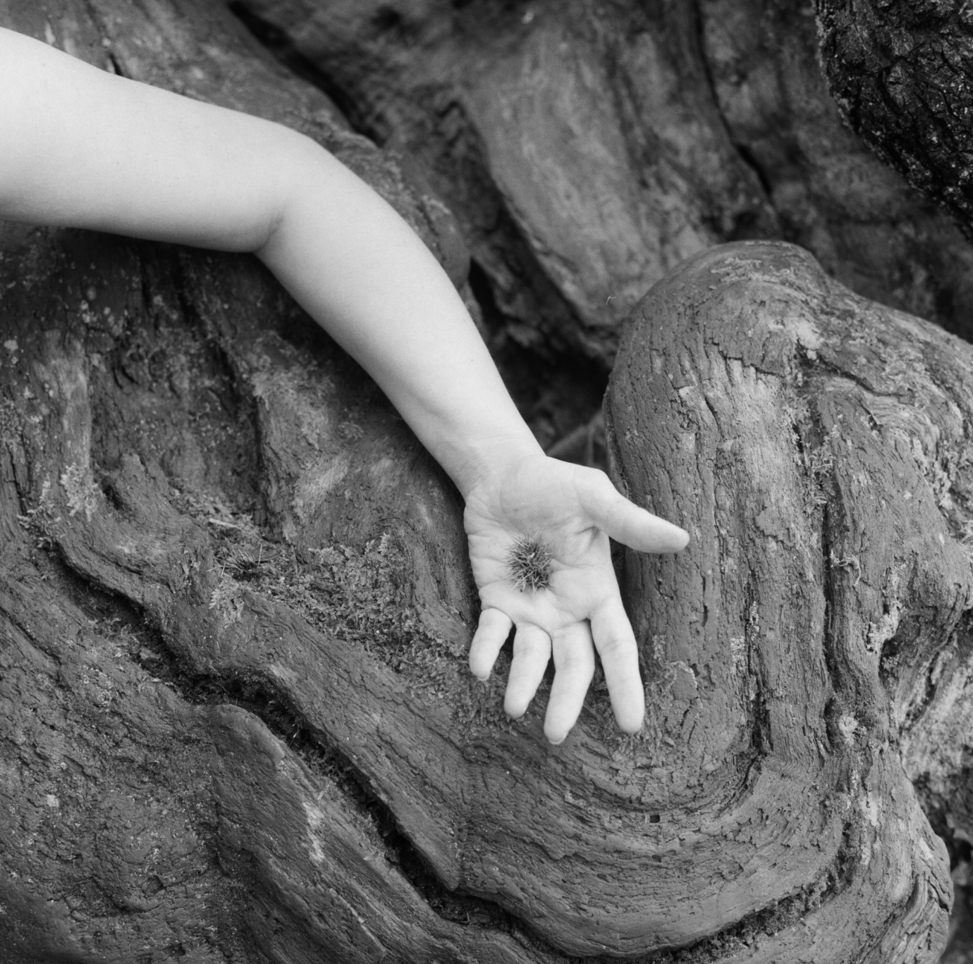 A black and white photograph shows a child's hand resting on a textured tree trunk, holding a small dandelion seed head.