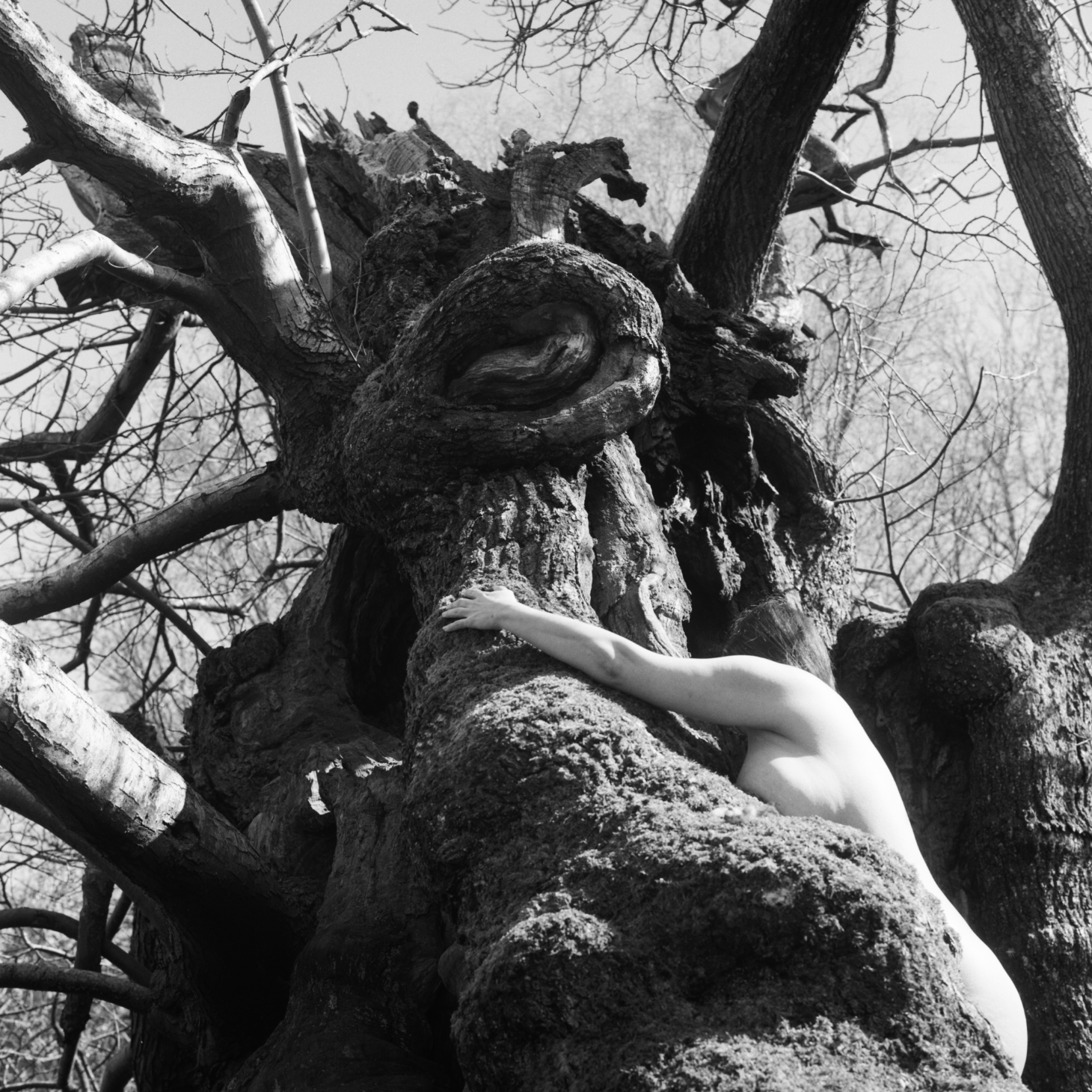 A black and white photo of a large, twisted tree with a person partially hidden behind the trunk, their arm extended around the tree. The scene appears outdoors with leafless branches and a clear sky.