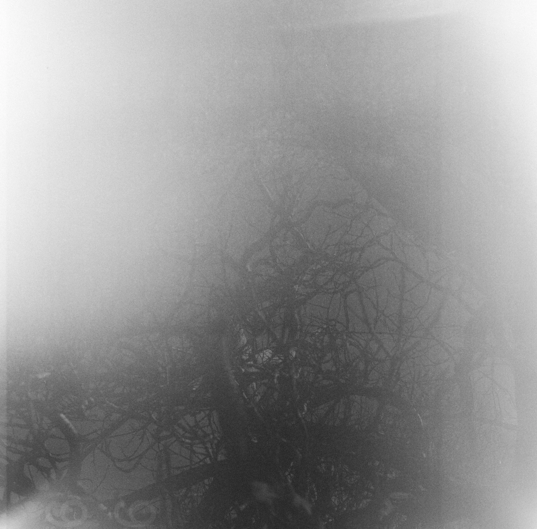 A black and white photo of a leafless, twisted tree shrouded in fog