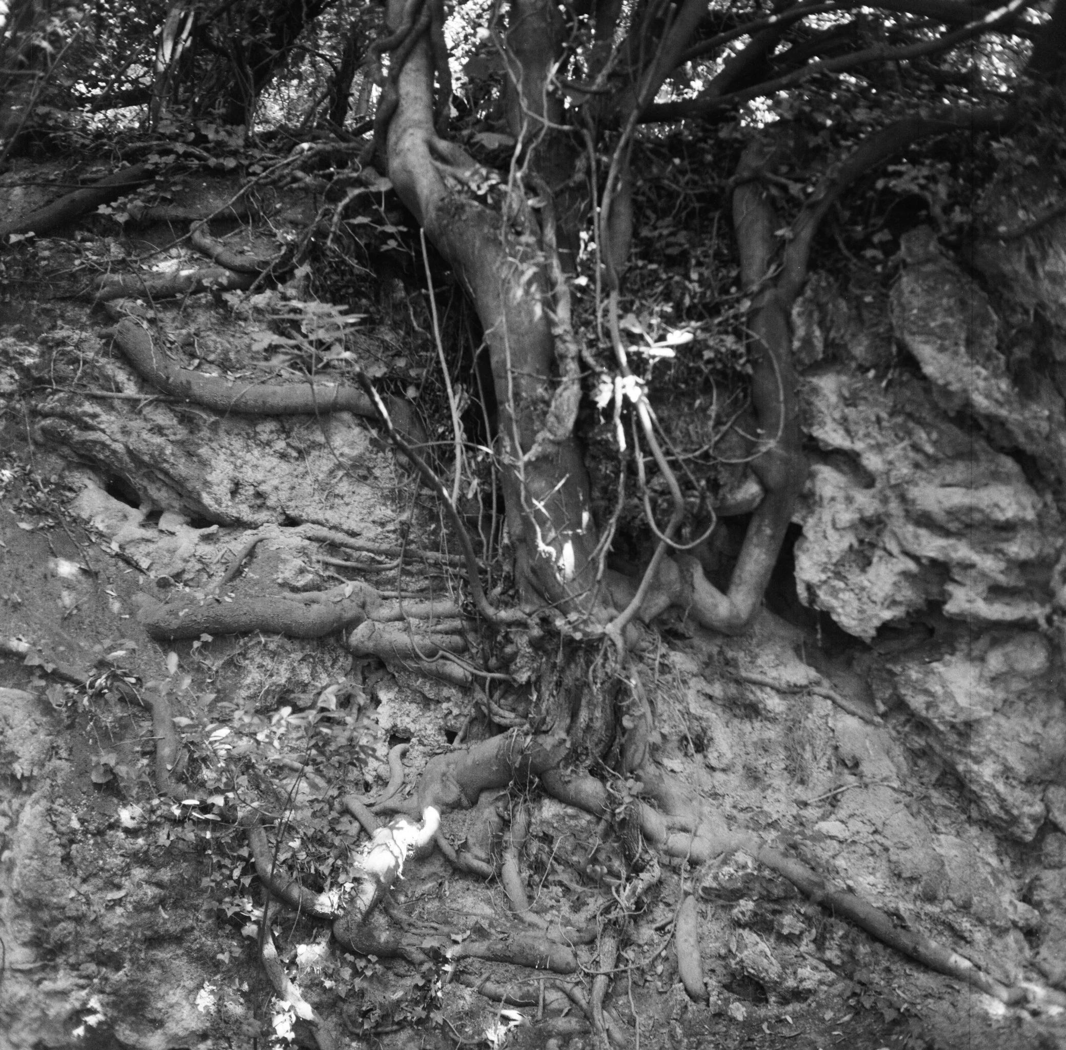 Black and white photo of tree roots and rocks on a dirt hillside.