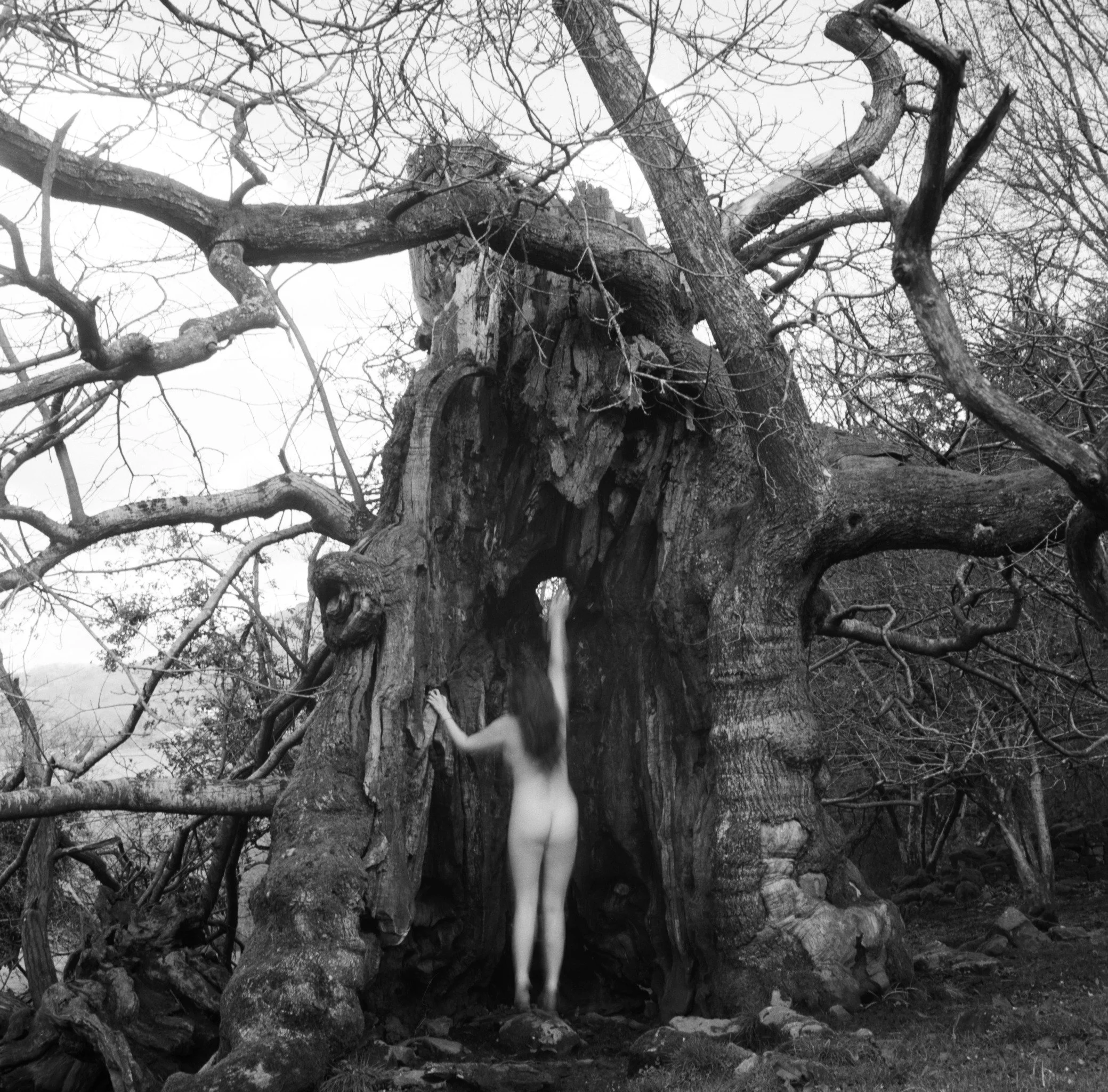 A nude woman standing with her back to the camera, reaching up with both hands, in front of a large, gnarled tree with a hollow.