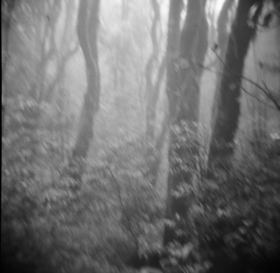A foggy, black and white forest with tall, slender trees and fallen leaves on the ground.