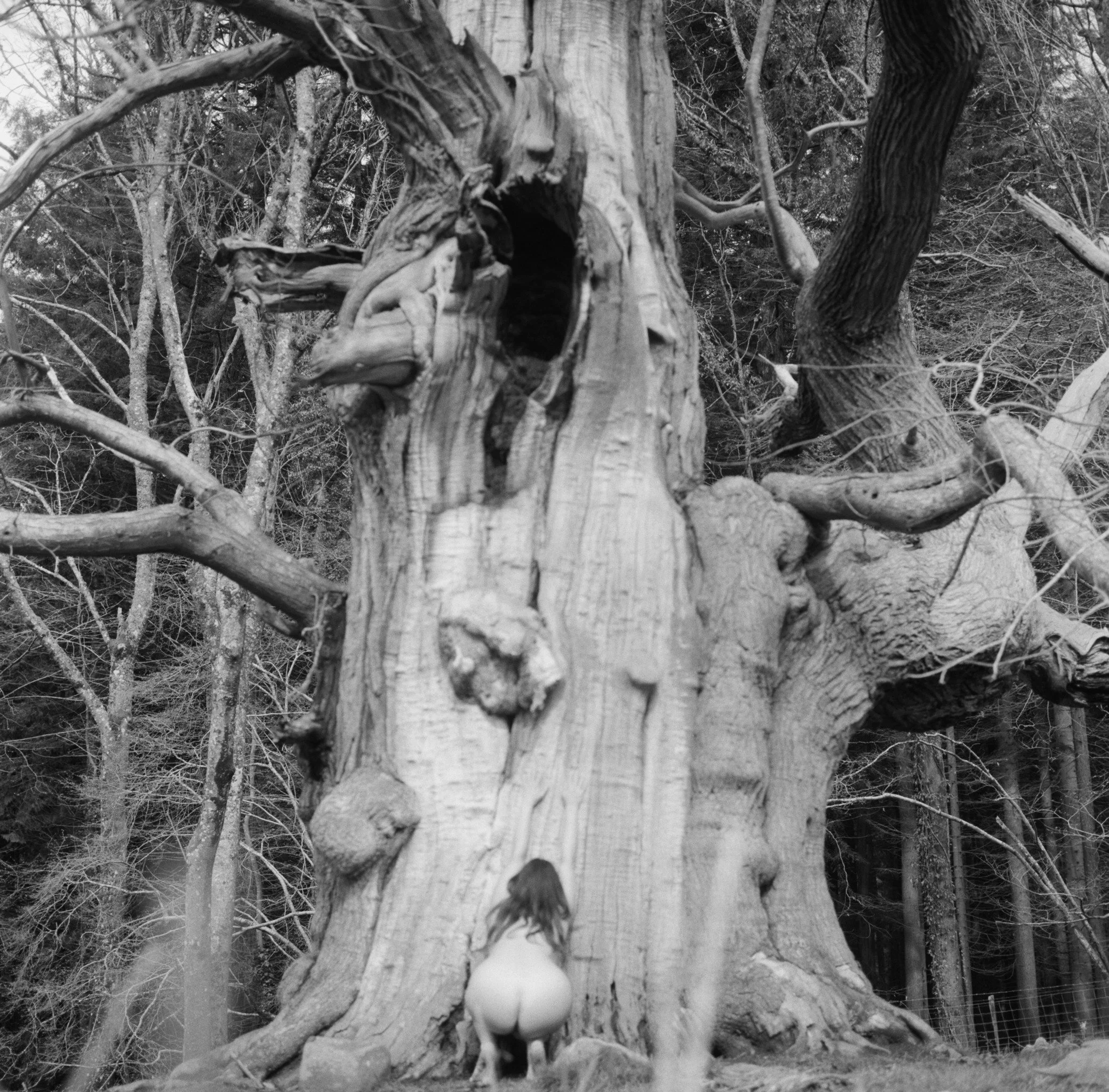 A young girl with long hair, kneeling in front of a large, old tree with a face-shaped knot. The tree has an opening resembling a mouth, and its branches twist and extend outward in a forest setting.