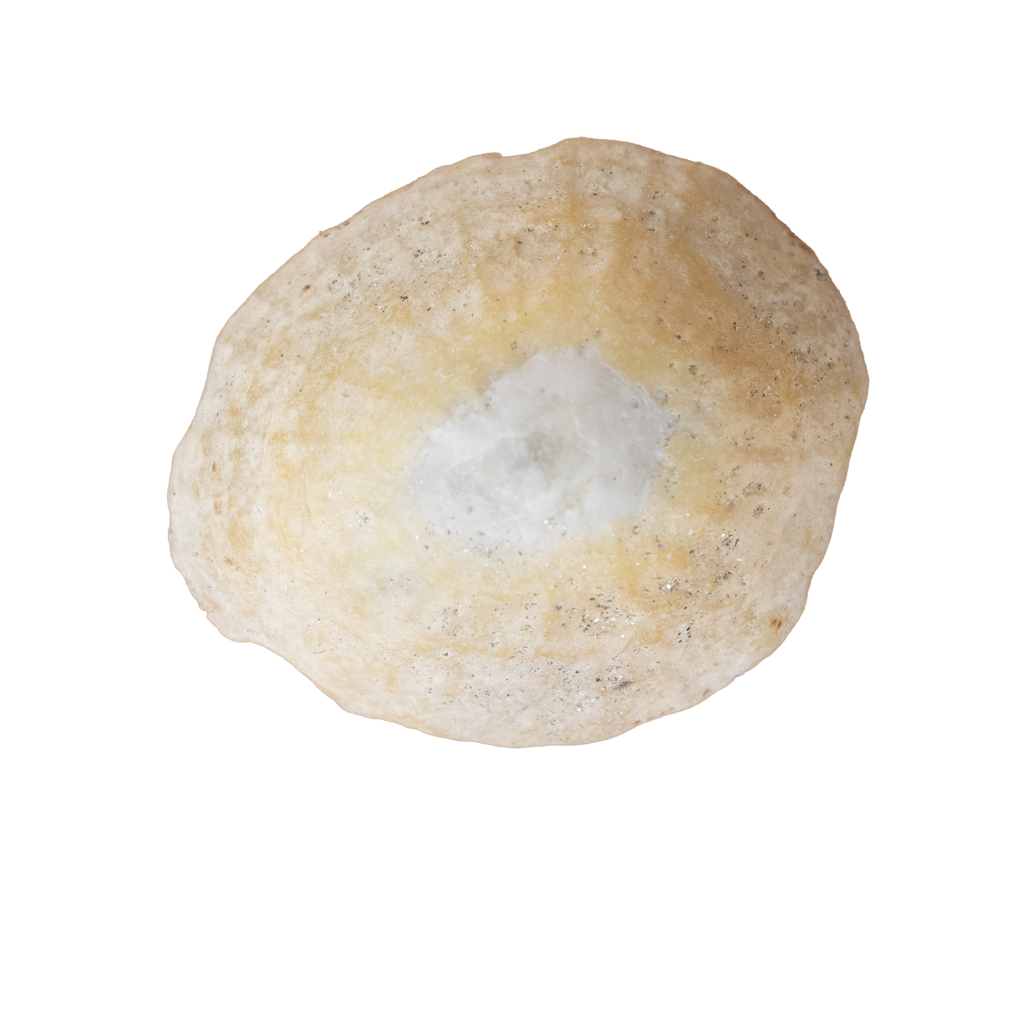 Close-up of a Limpet shell