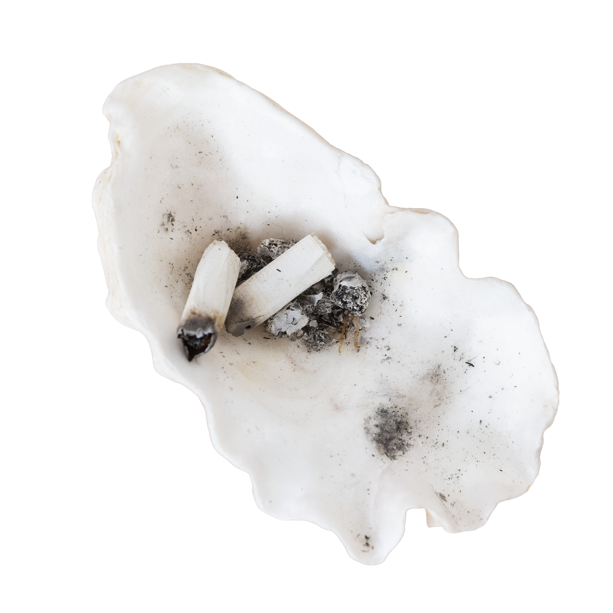 A close-up of a white seashell with some ash or dirt inside, placed on a neutral surface.