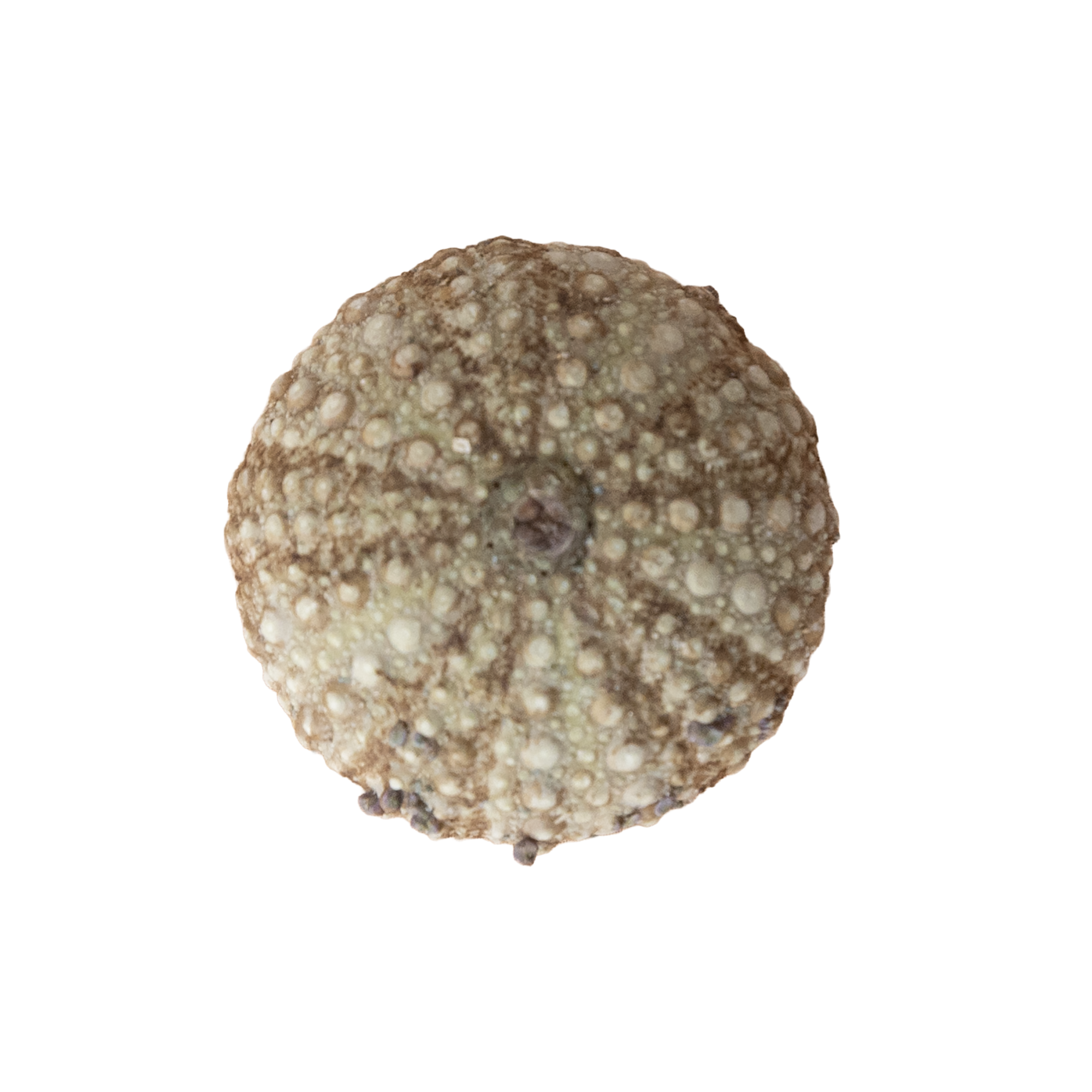 A close-up of a round, fuzzy ball with a textured surface covered in small bumps.