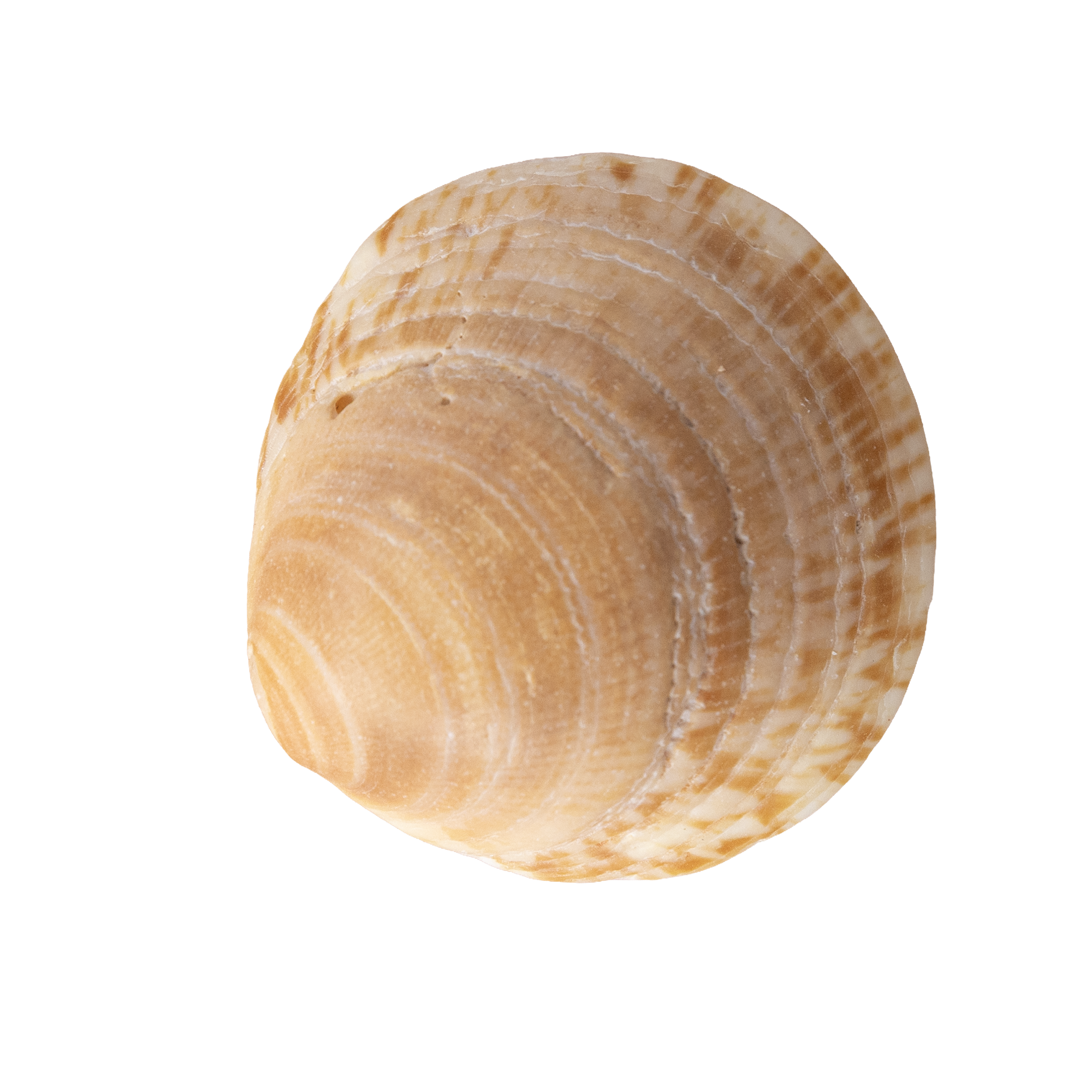 Close-up of a seashell with beige and brown ridges and patterns.