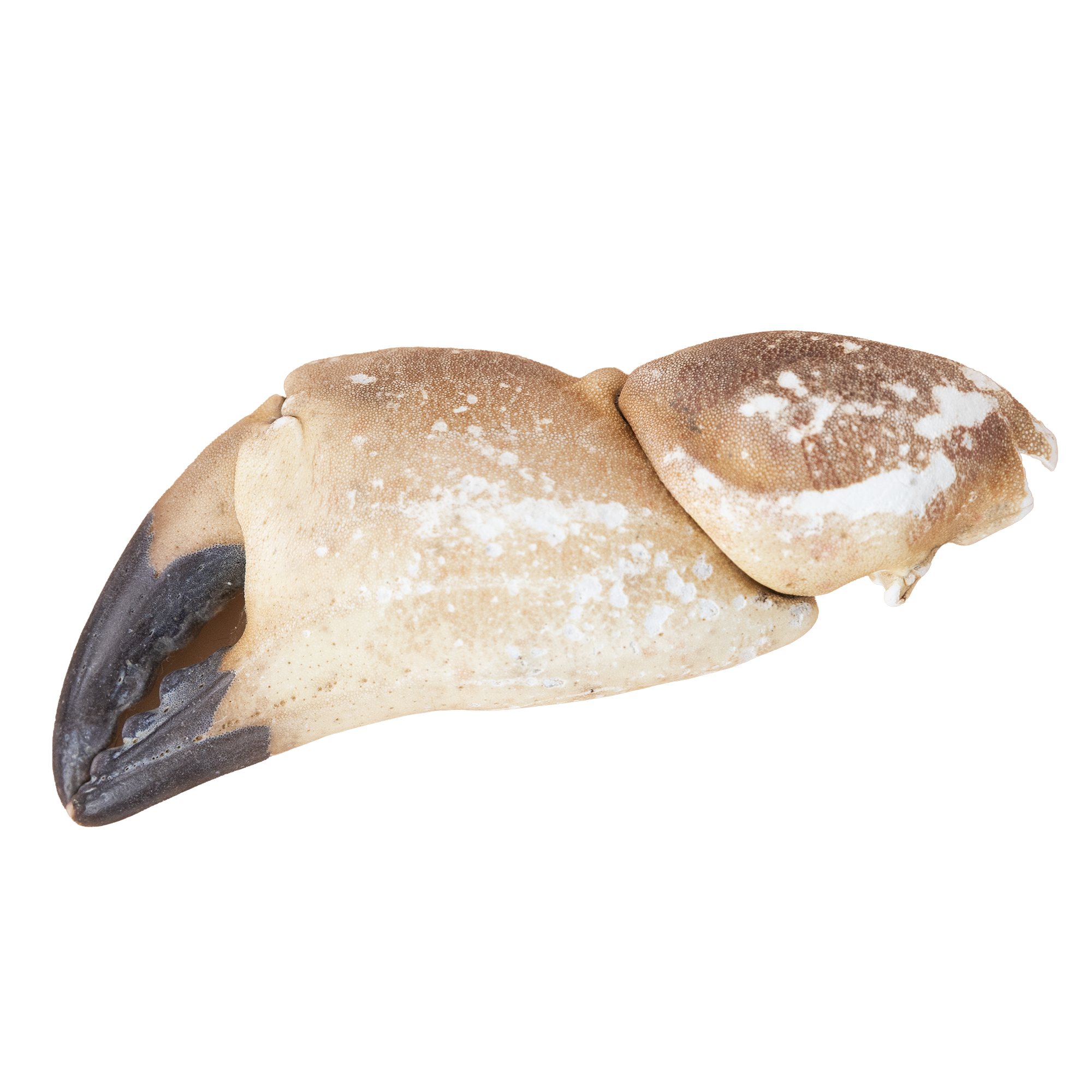 Close-up image of crab claw.