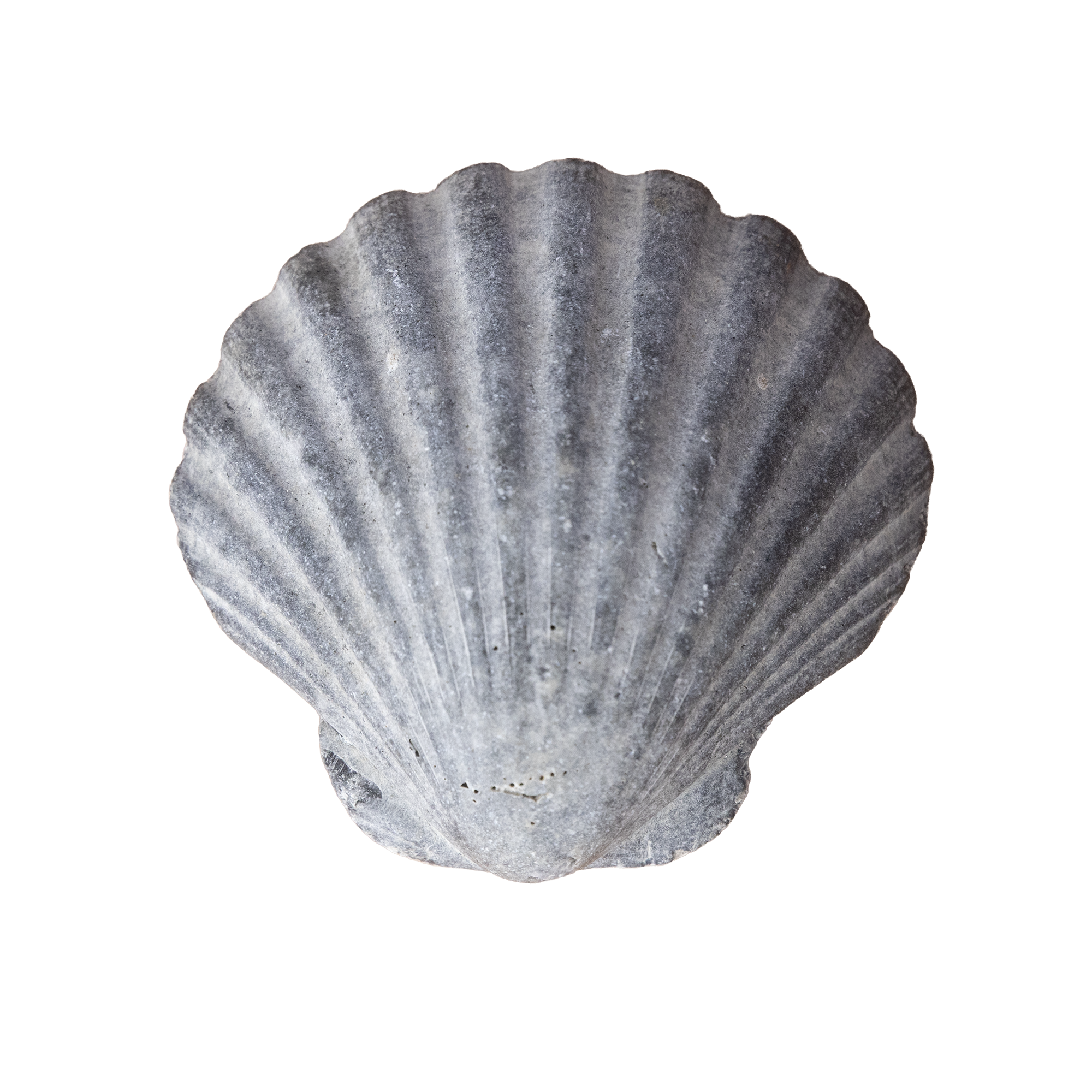 Close-up of a gray seashell with ridges and a textured surface.