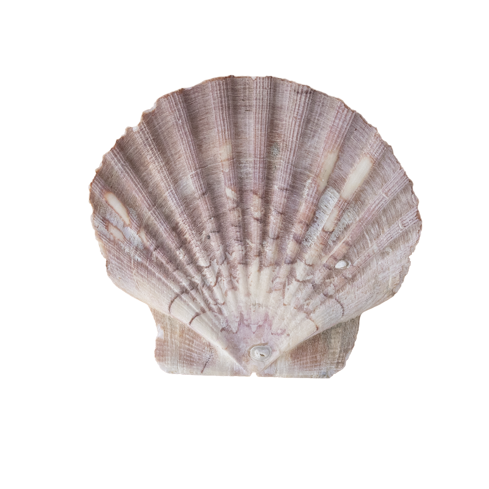 A close-up image of a scallop shell with a fan shape, ridges, and a pinkish-brown coloration.