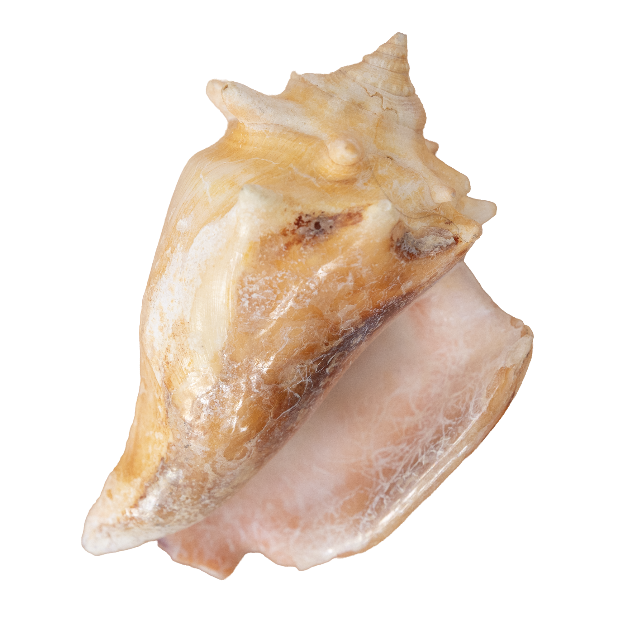 Close-up of a conch sea shell with a conical shape, pointed spire, and multiple ridges.