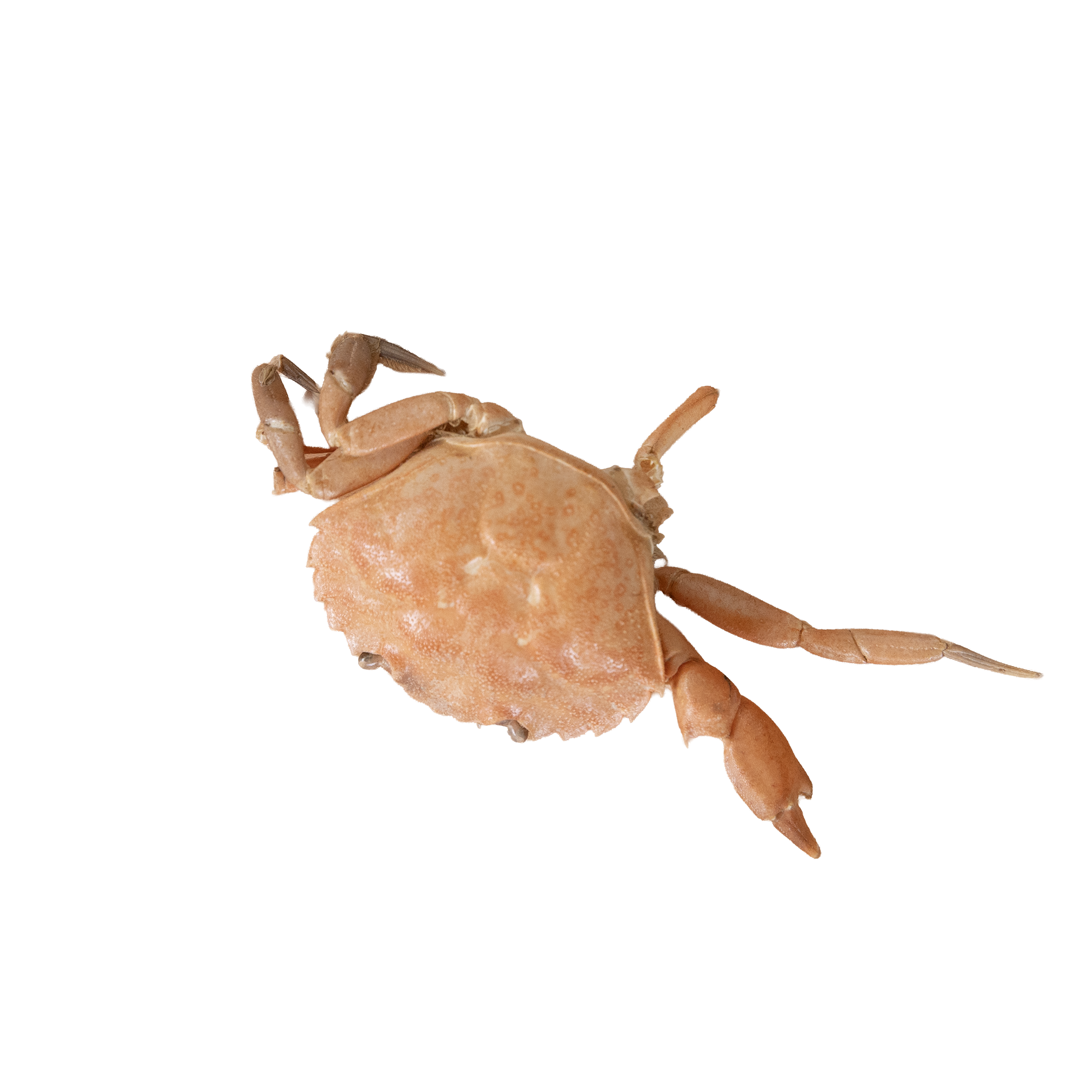 Close-up of a cooked crab with pale beige shell and long legs.