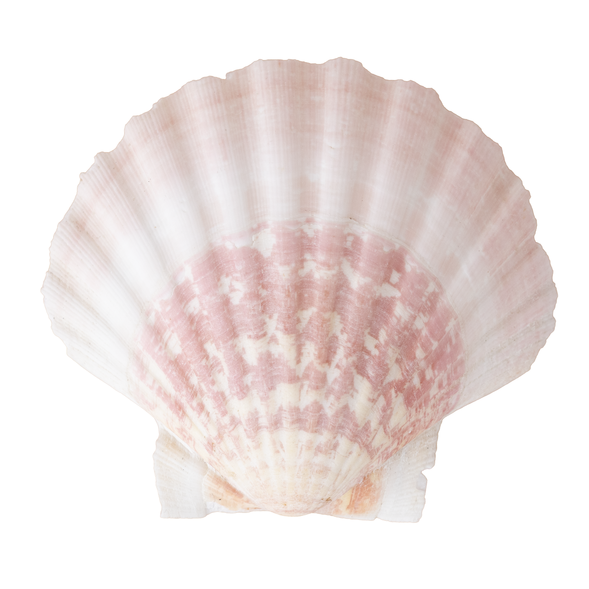 Close-up of a seashell with pinkish and white hues, showing detailed ridges.