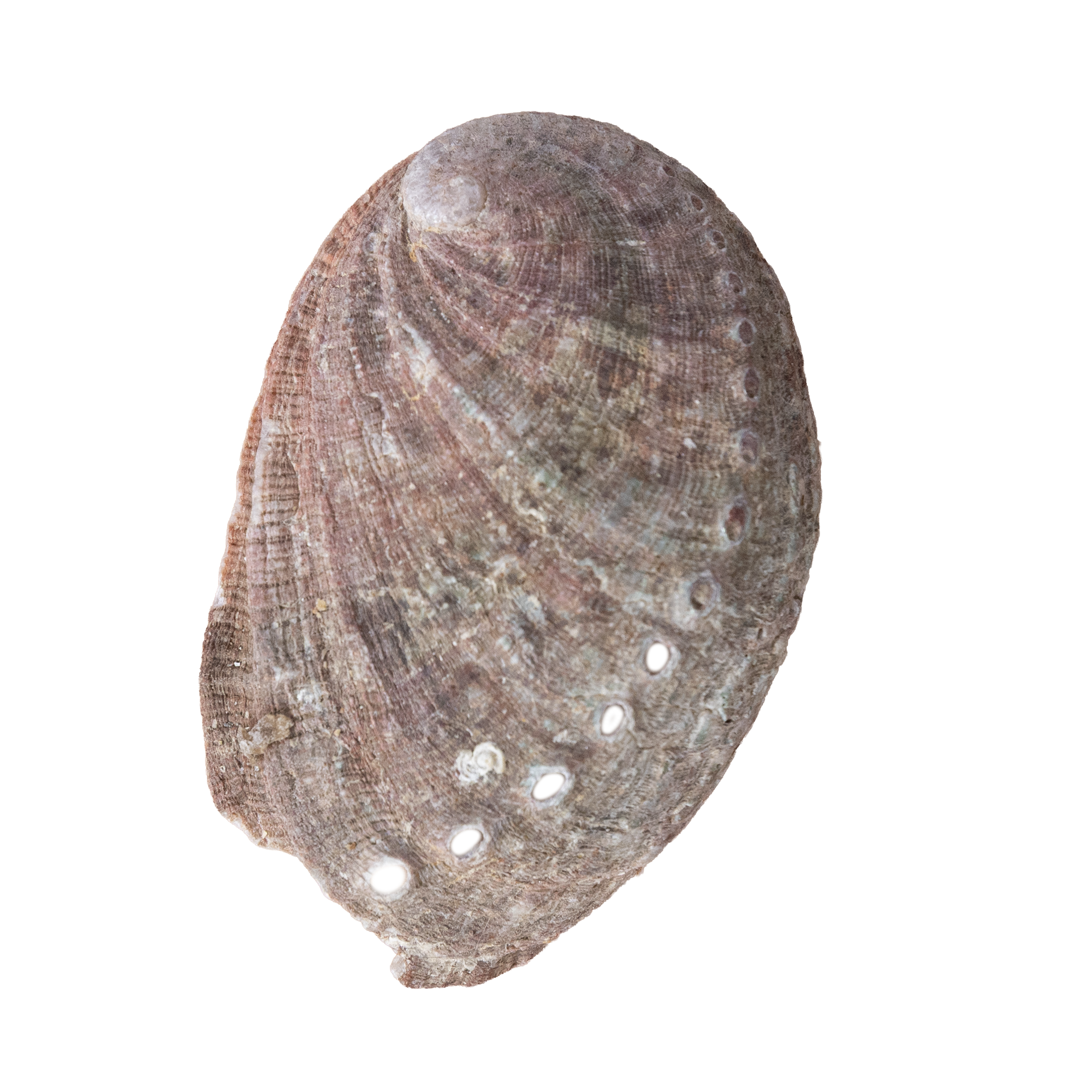 Close-up of a scallop shell with a rough, textured surface and several small holes, placed on a light brown background.