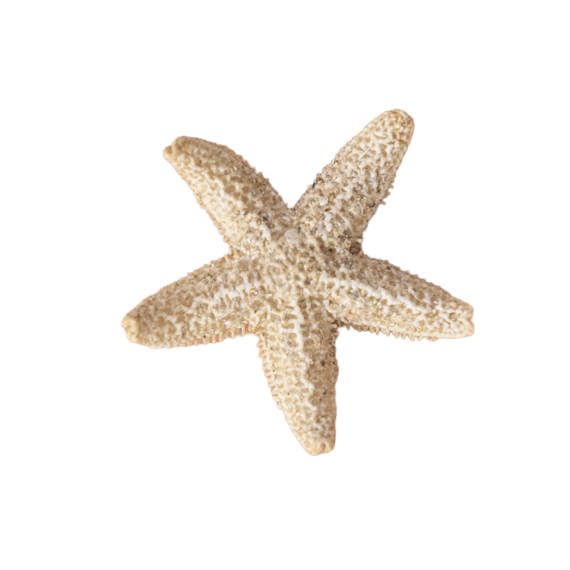 Close up of a small starfish