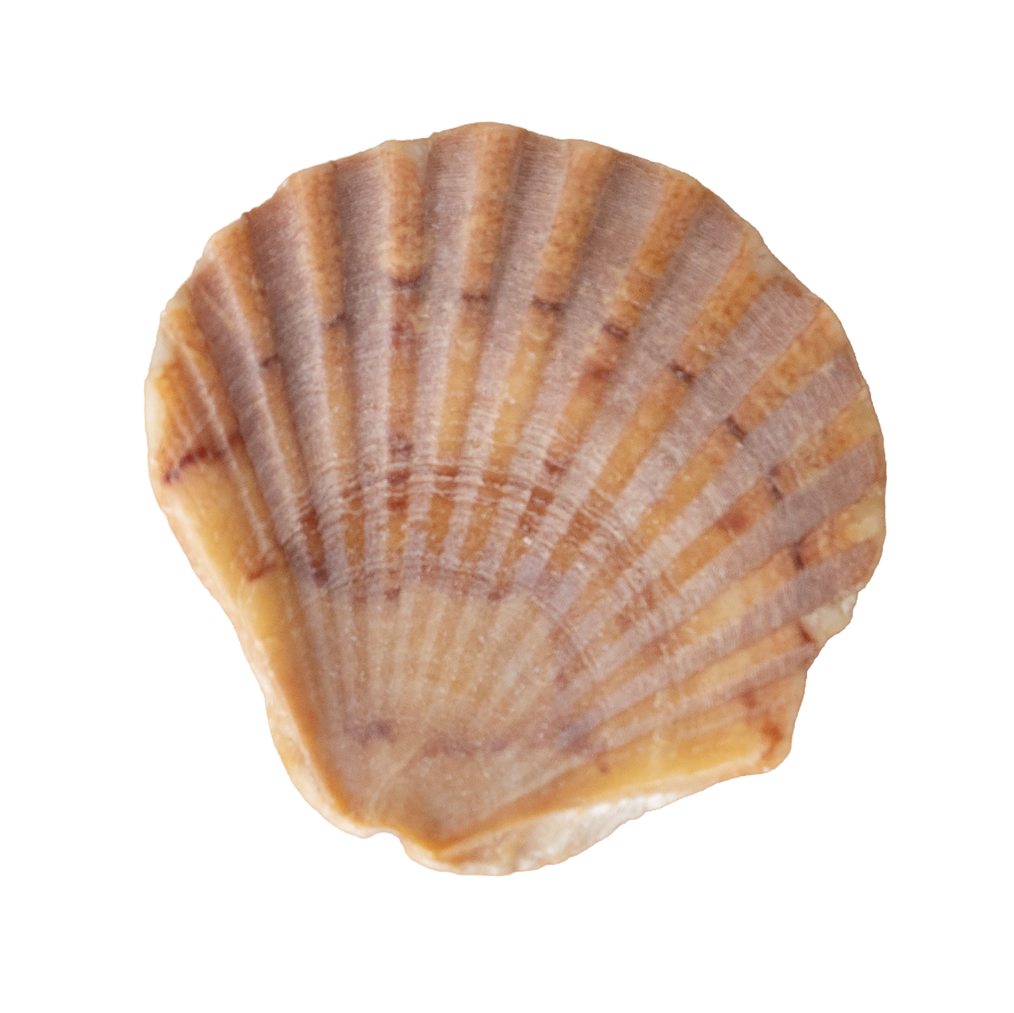 Close-up of a seashell with orange and beige stripes