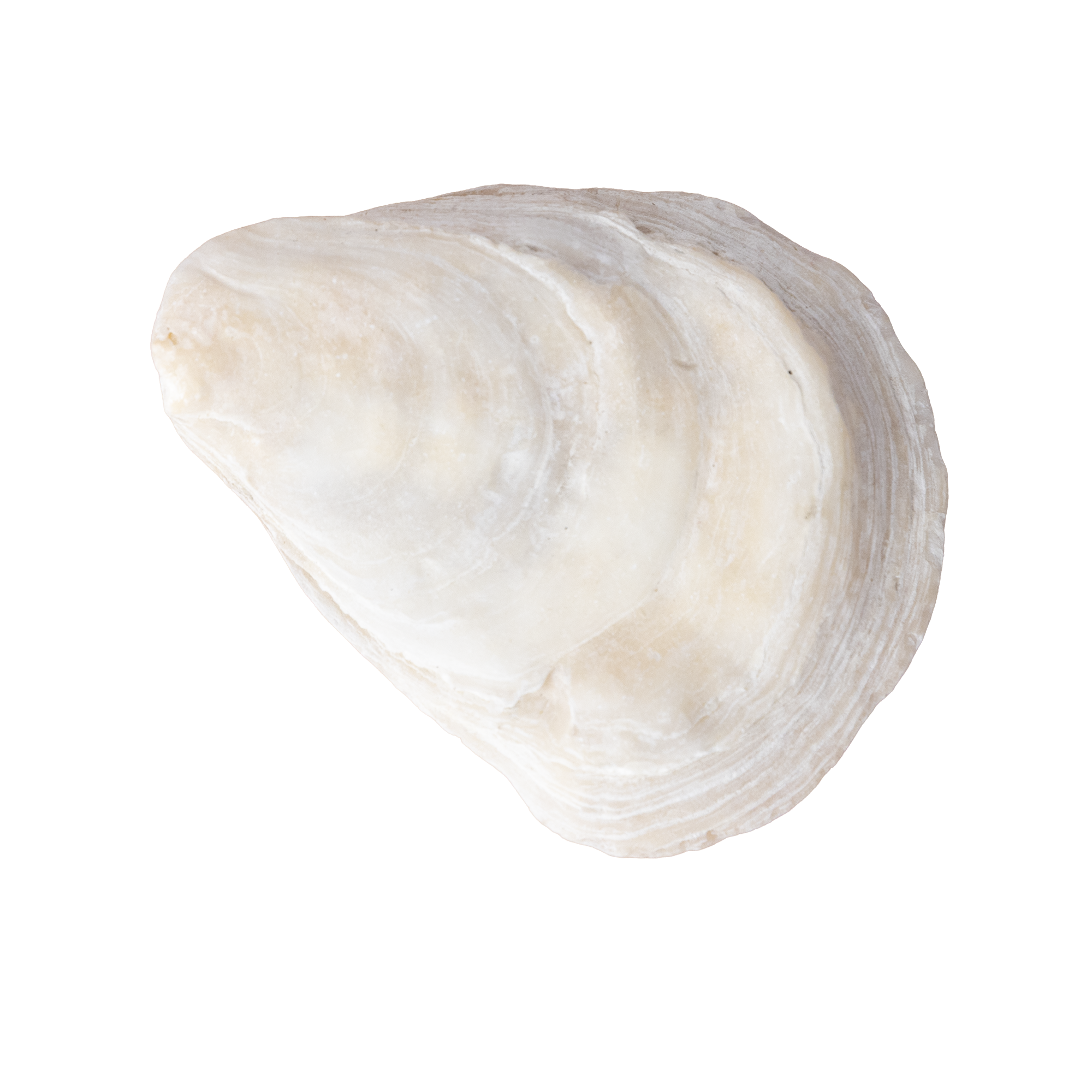 Close-up of a pale, textured mineral or stone with a smooth, curved surface.