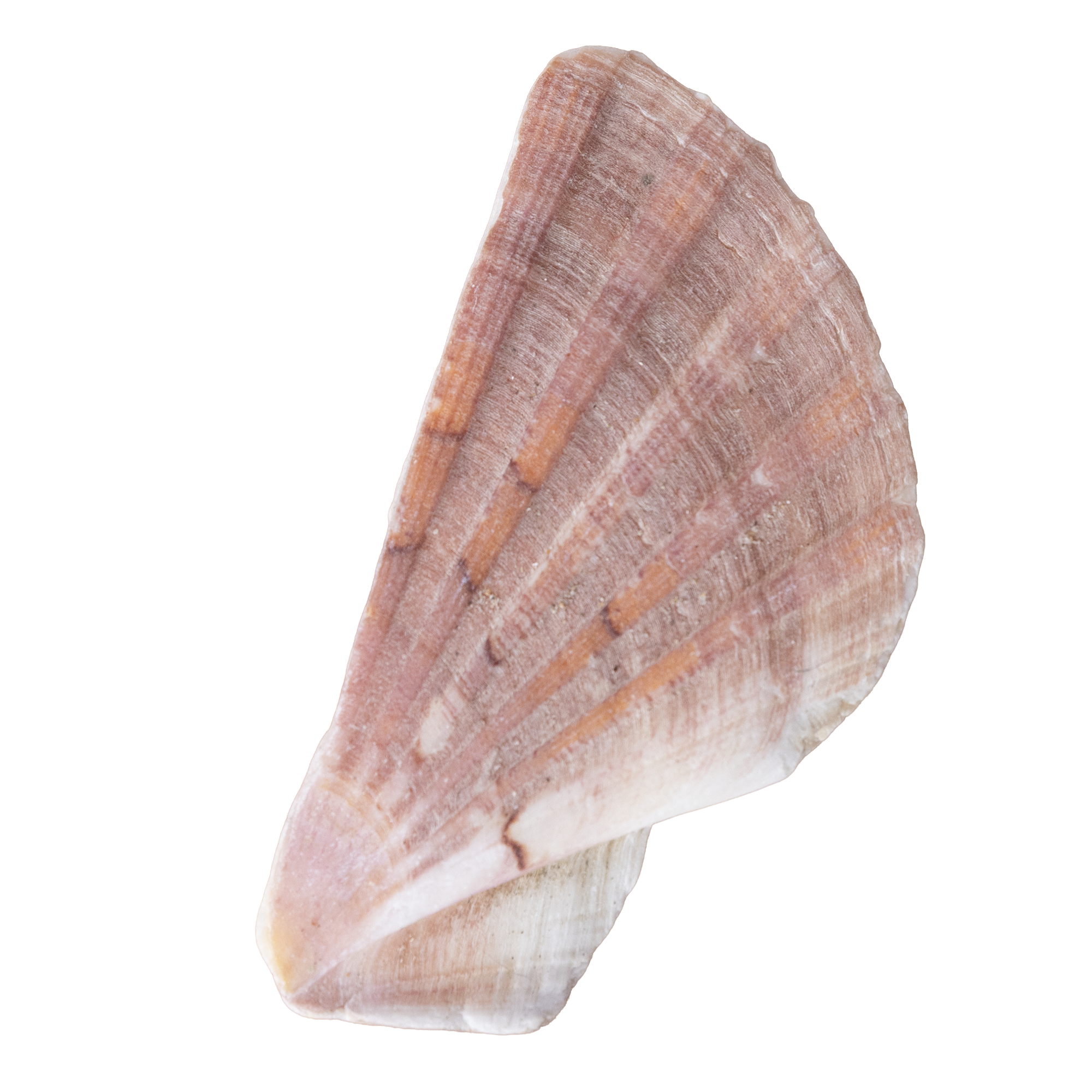 Close-up of a pink and white seashell with textured ridges.