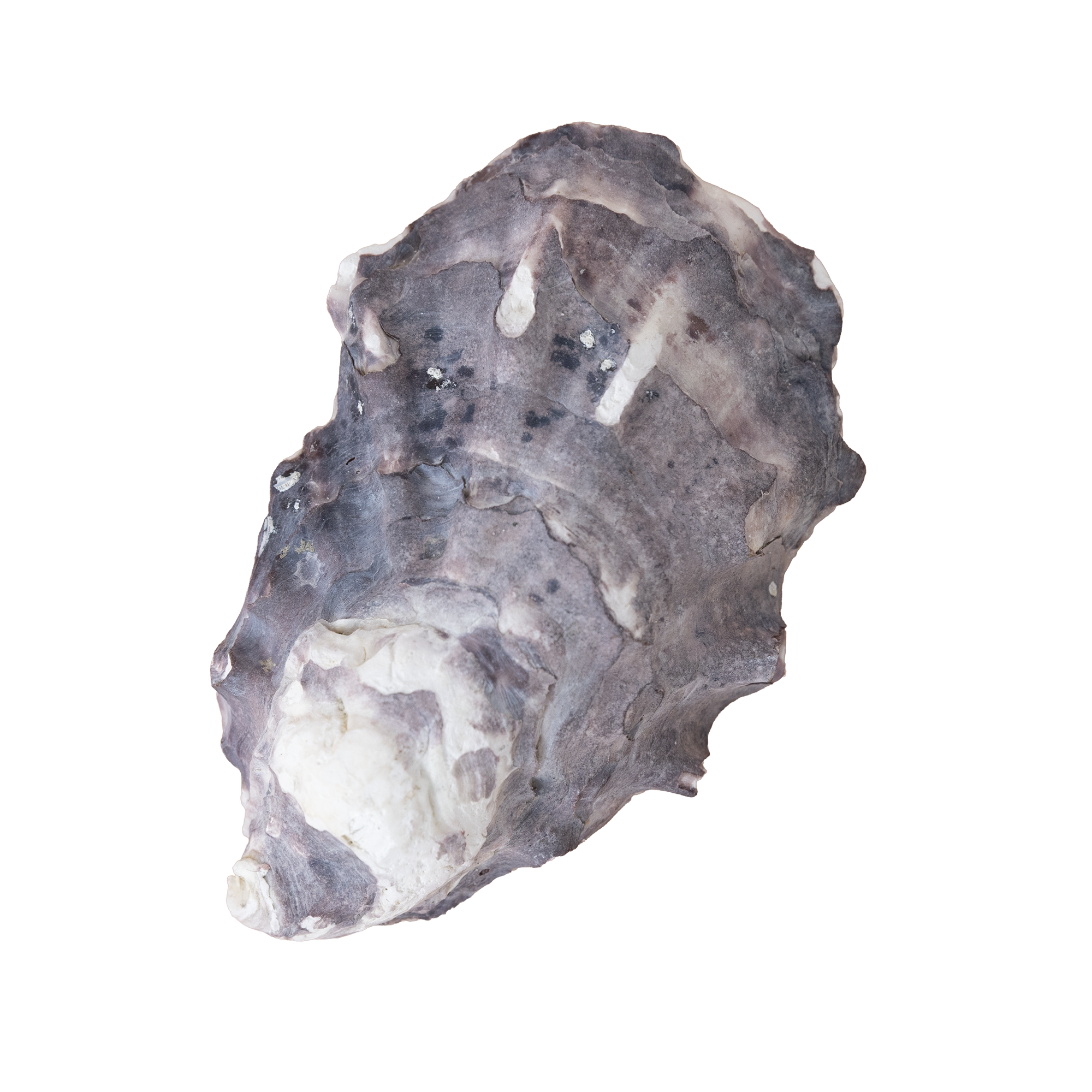 Close-up of a rugged, gray and white stone or mineral with rough texture.