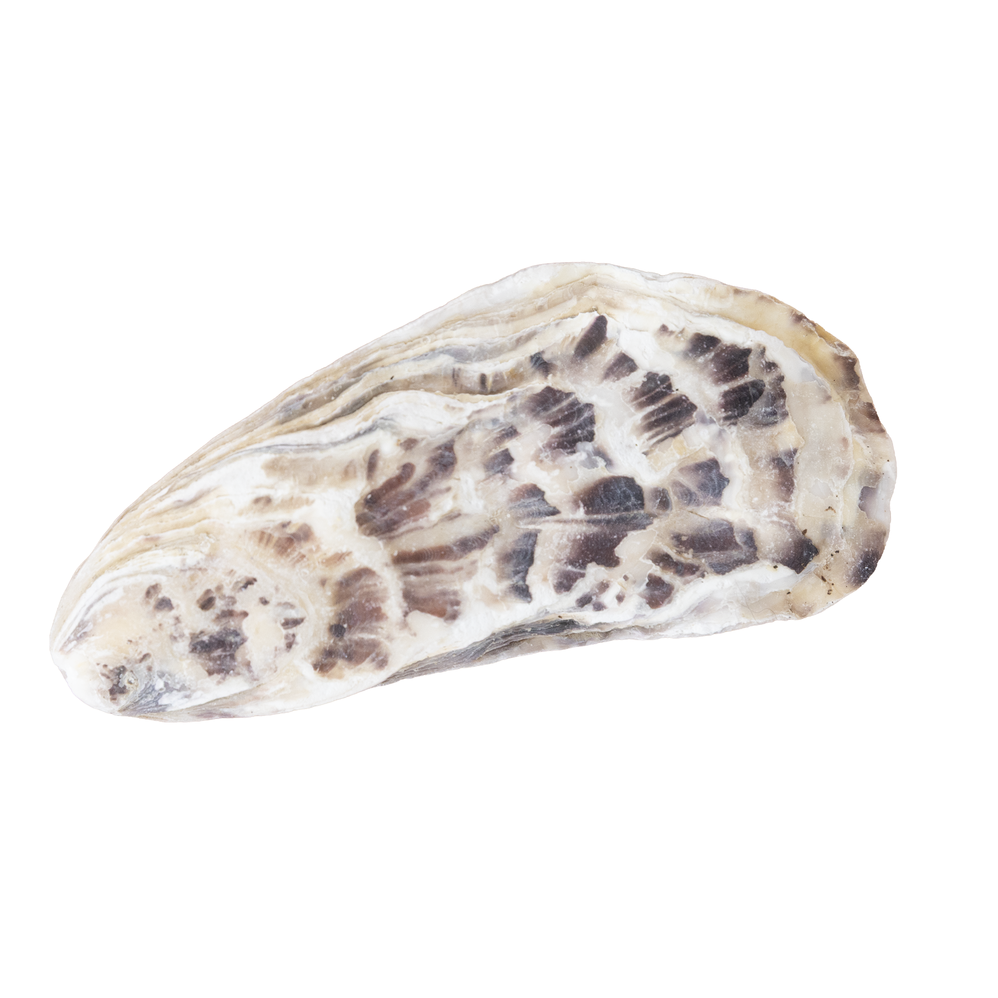 Close-up of a seashell with white and brown patterns against a black background.