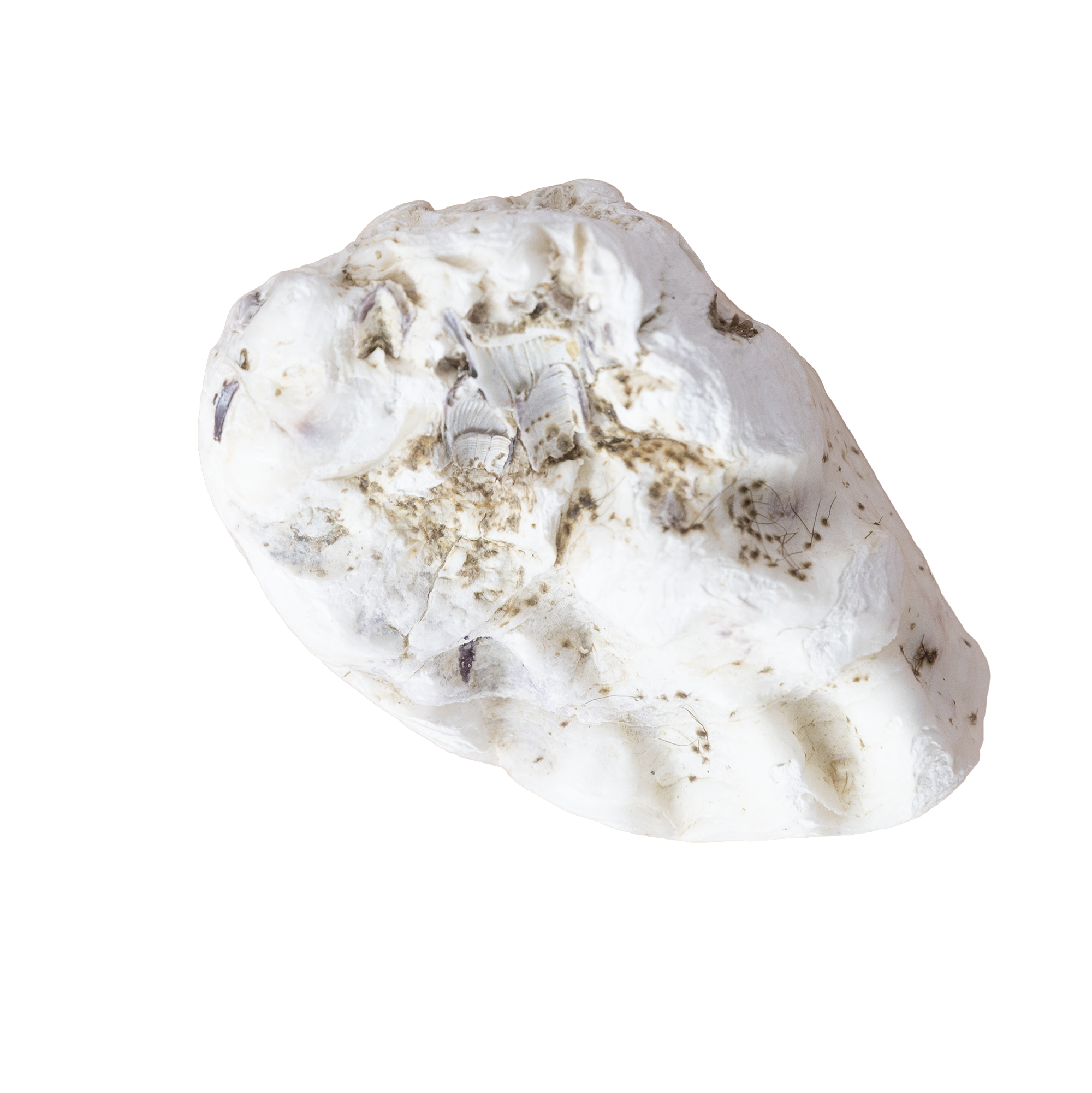 Close-up image of a white, textured oyster shell with hints of gray and light brown, displaying some rough and smooth areas.