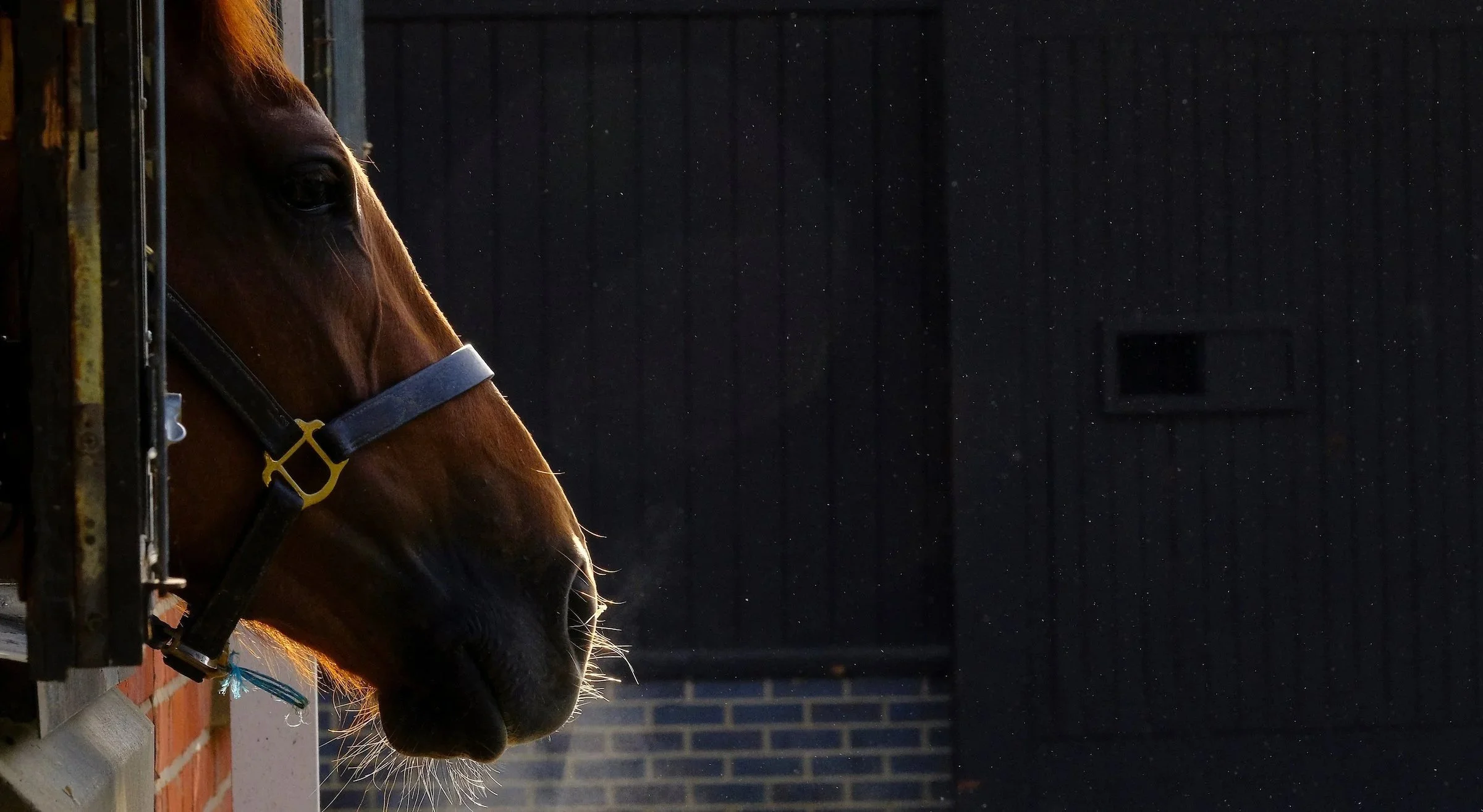 A close-up of a horse’s head inside a stable, with a dark background and sunlight highlighting its face.