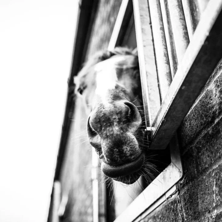 A black and white photo of a horse looking out from a slightly open window in a brick building.