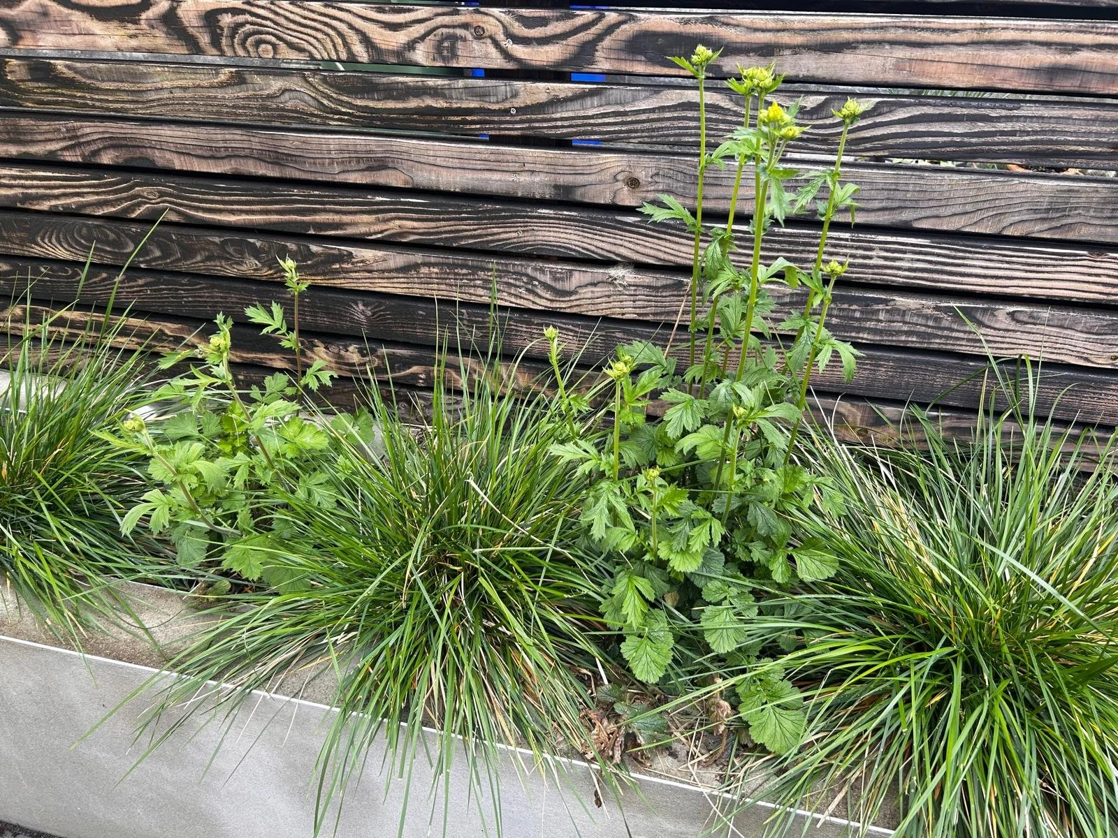 Green plants, including grasses and leafy plants, growing in a flower bed with a wooden fence background.