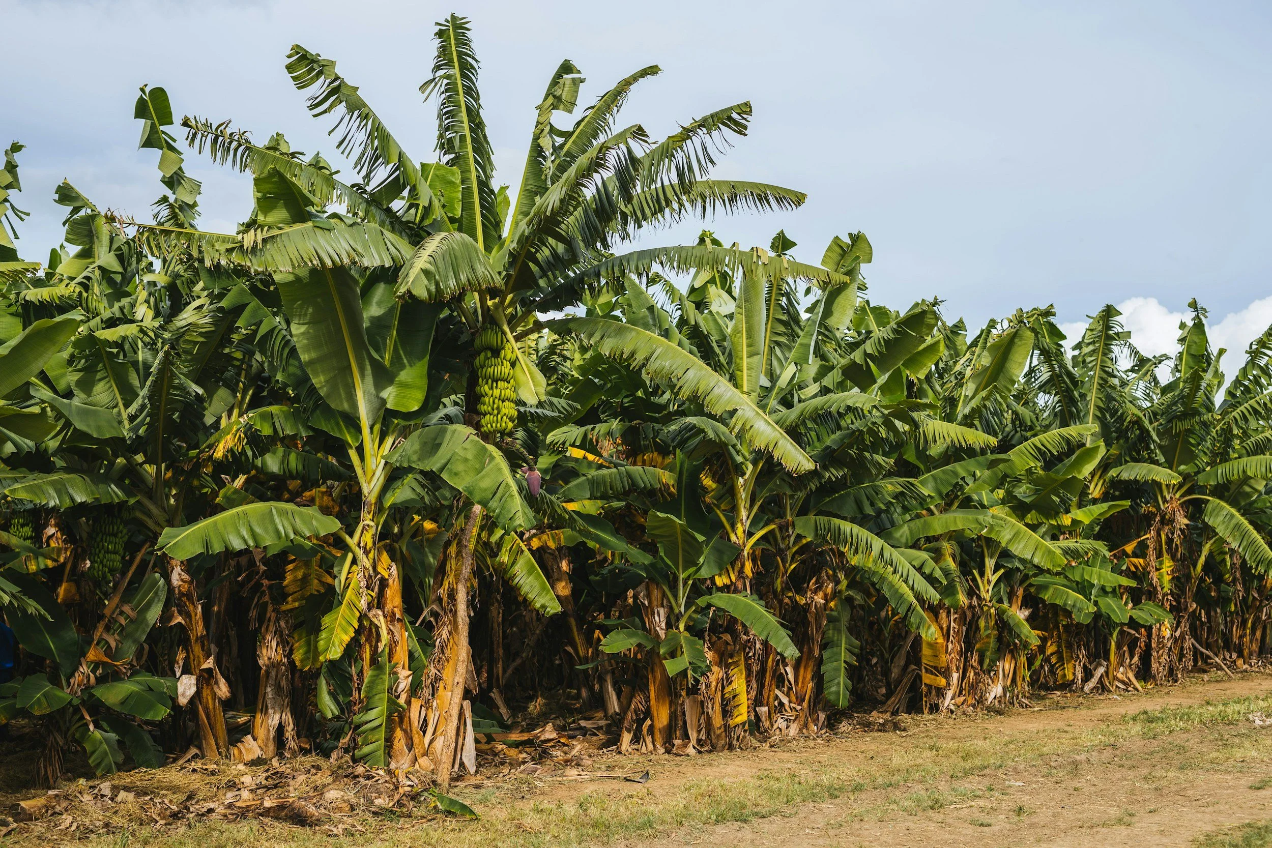 A banana plantation with rows of banana trees bearing clusters of bananas, under a partly cloudy sky.