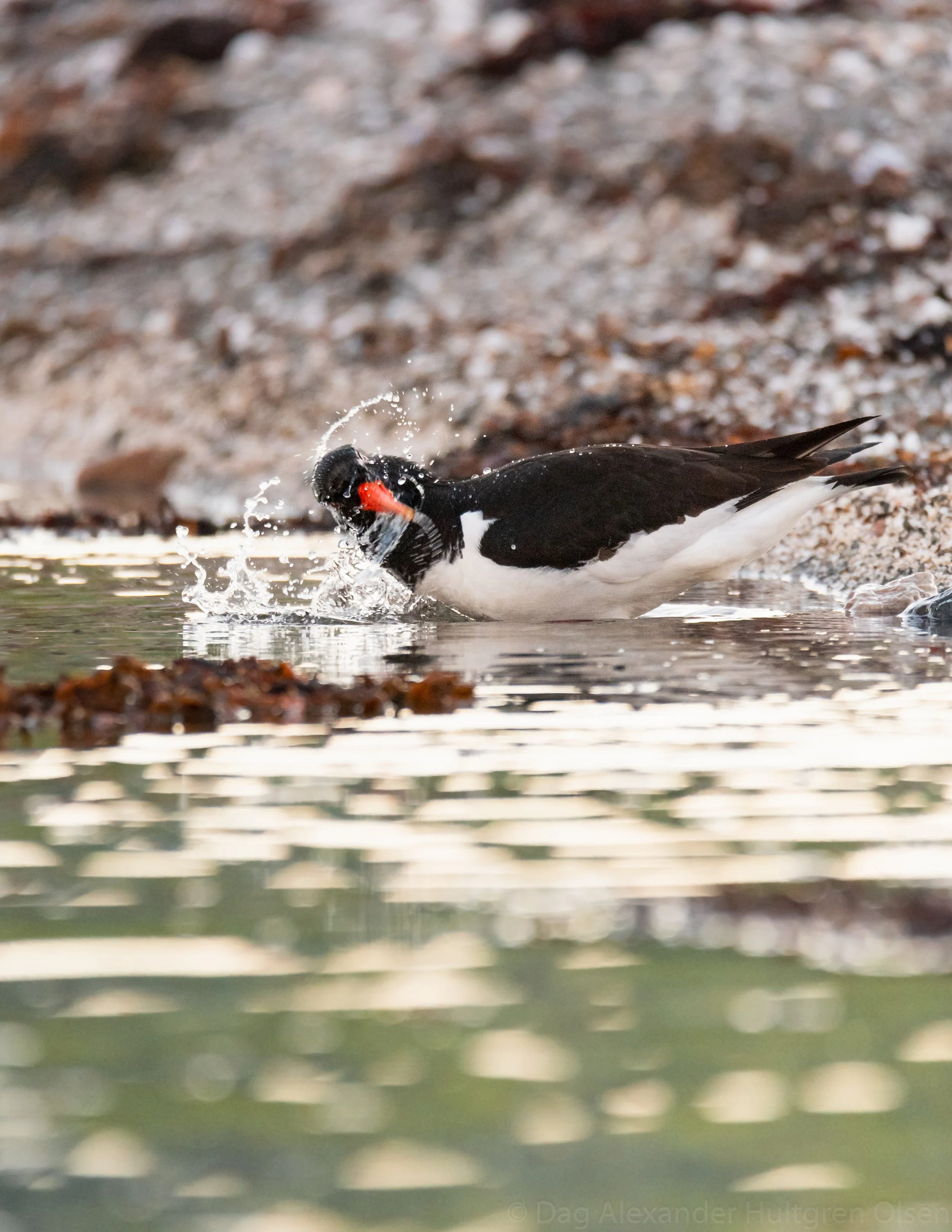 Elg på holme-8763.jpg