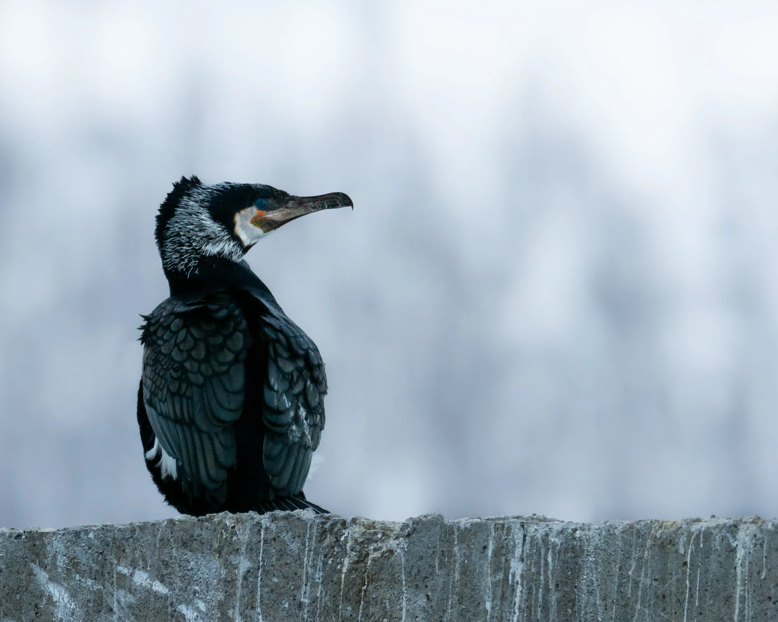 Skarv på brua-4924.jpg