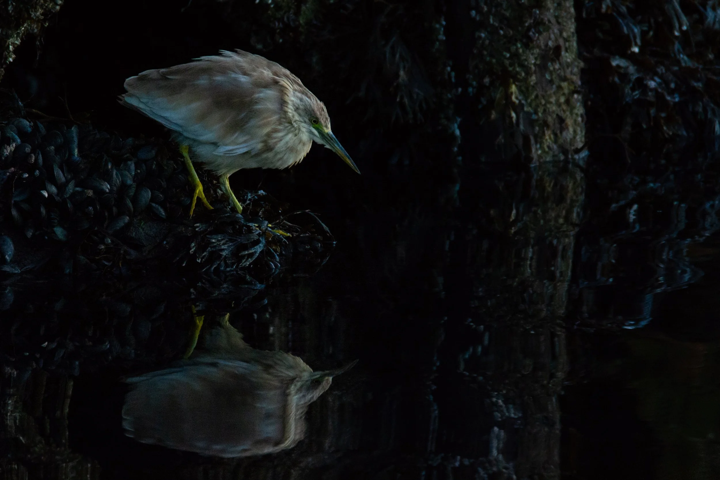 Ukjent fugl-4104.jpg