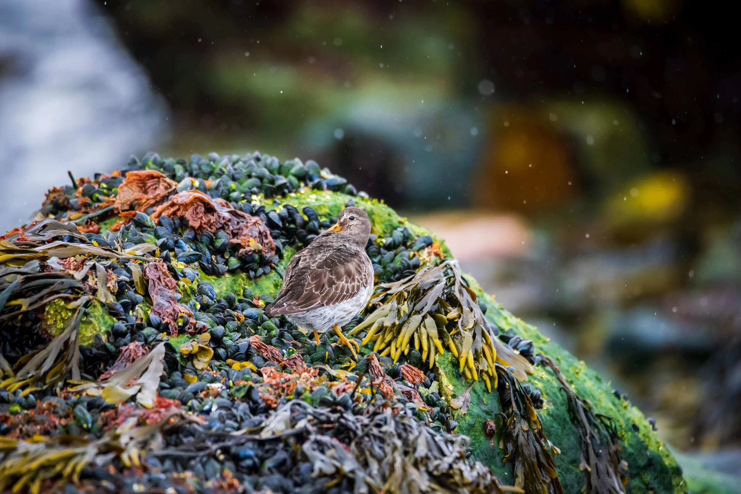 fugl i fjæra-1350.jpg