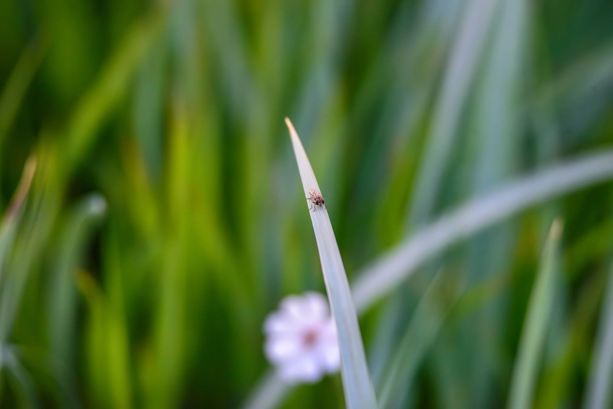 Insekt på gresstrå-8776.jpg