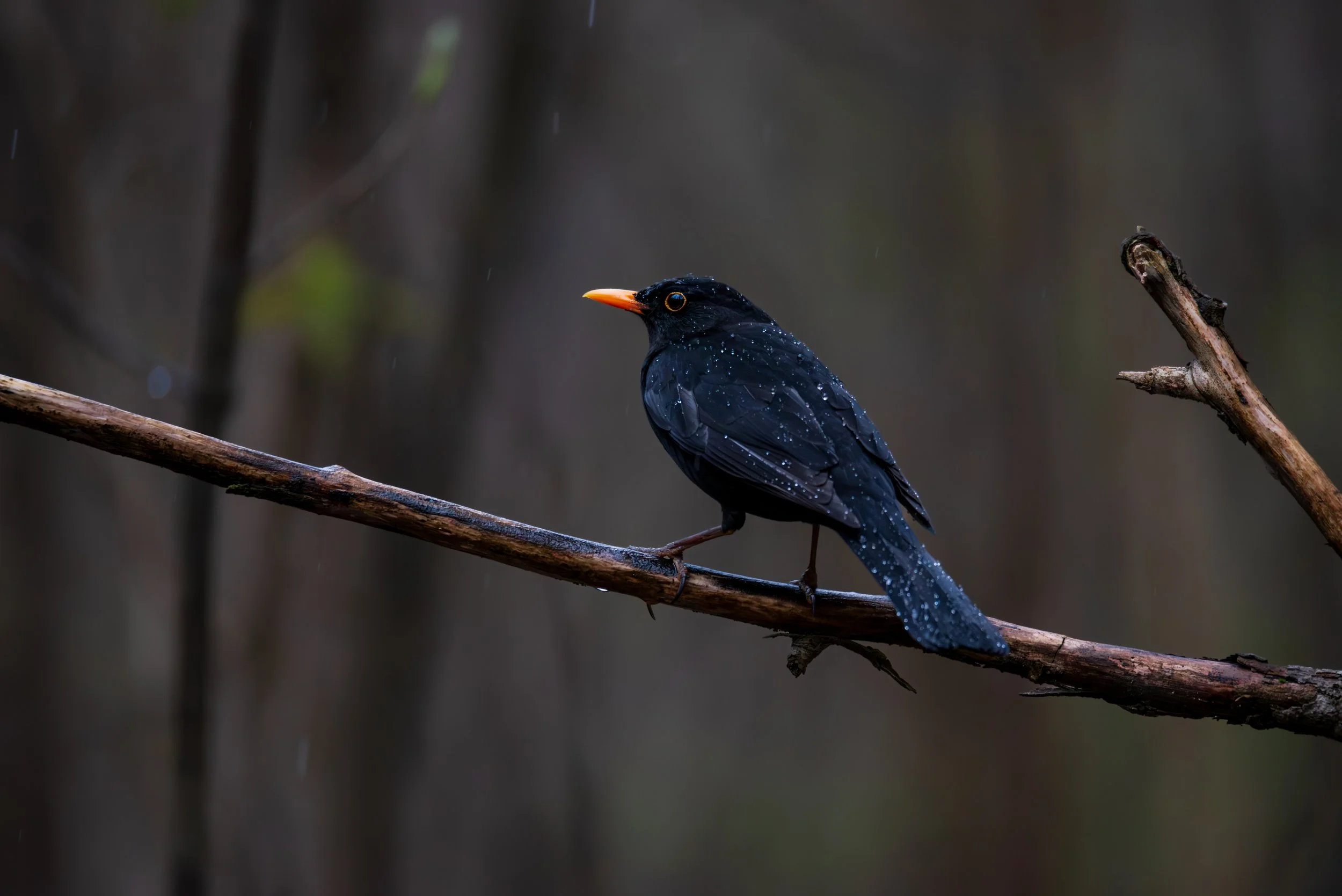 Svart trost-8117.jpg