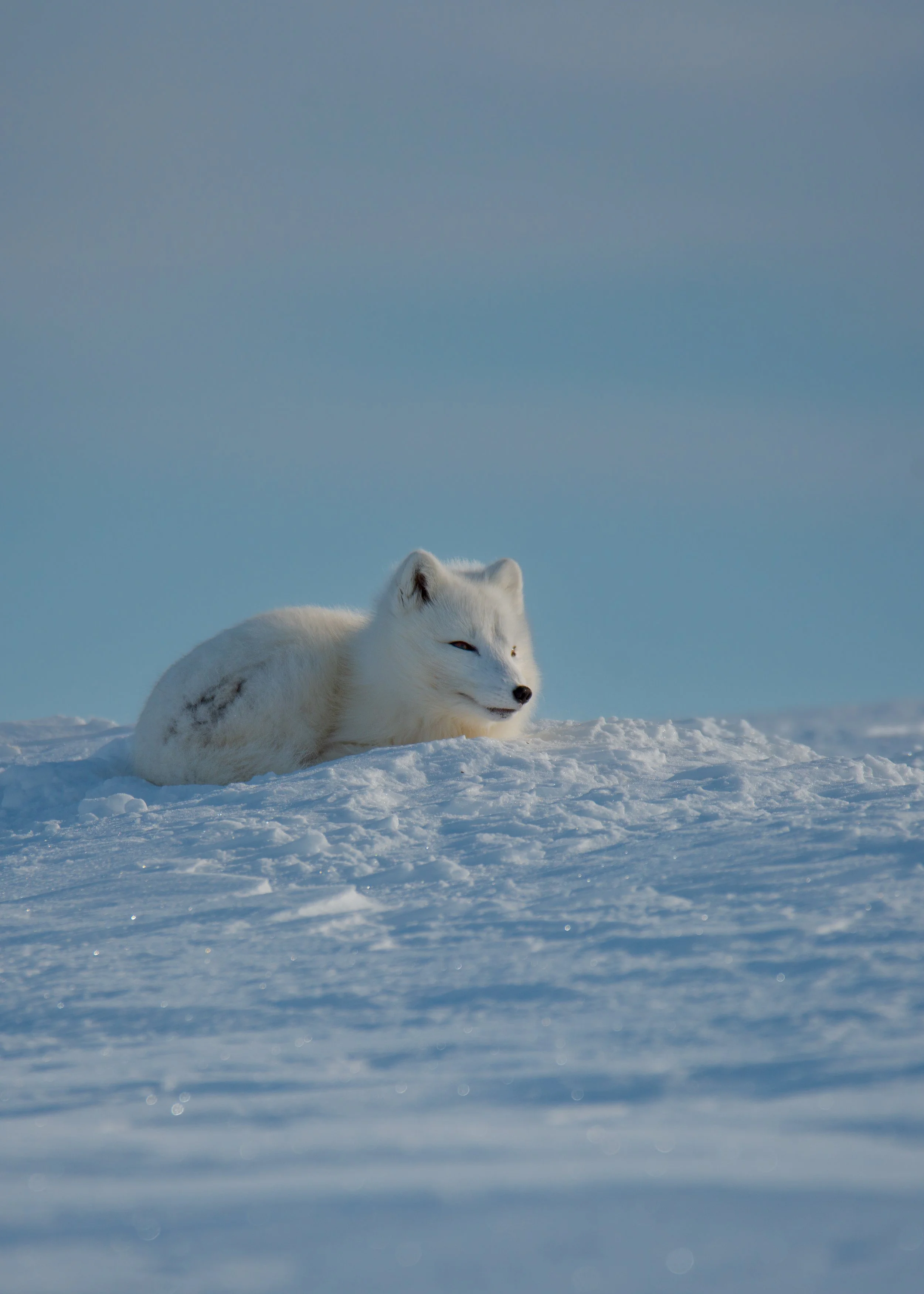 Fjellrev på Varangerhalvøya.jpg