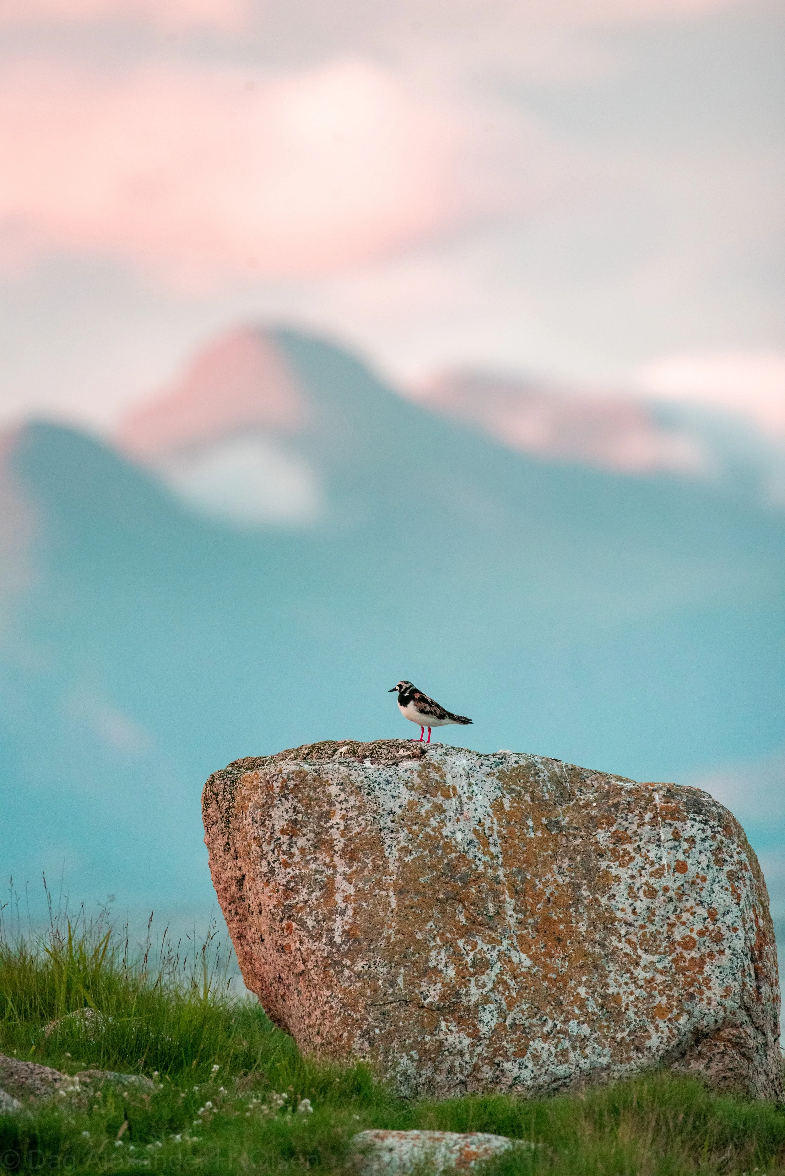 Fugl og fjell-9302.jpg