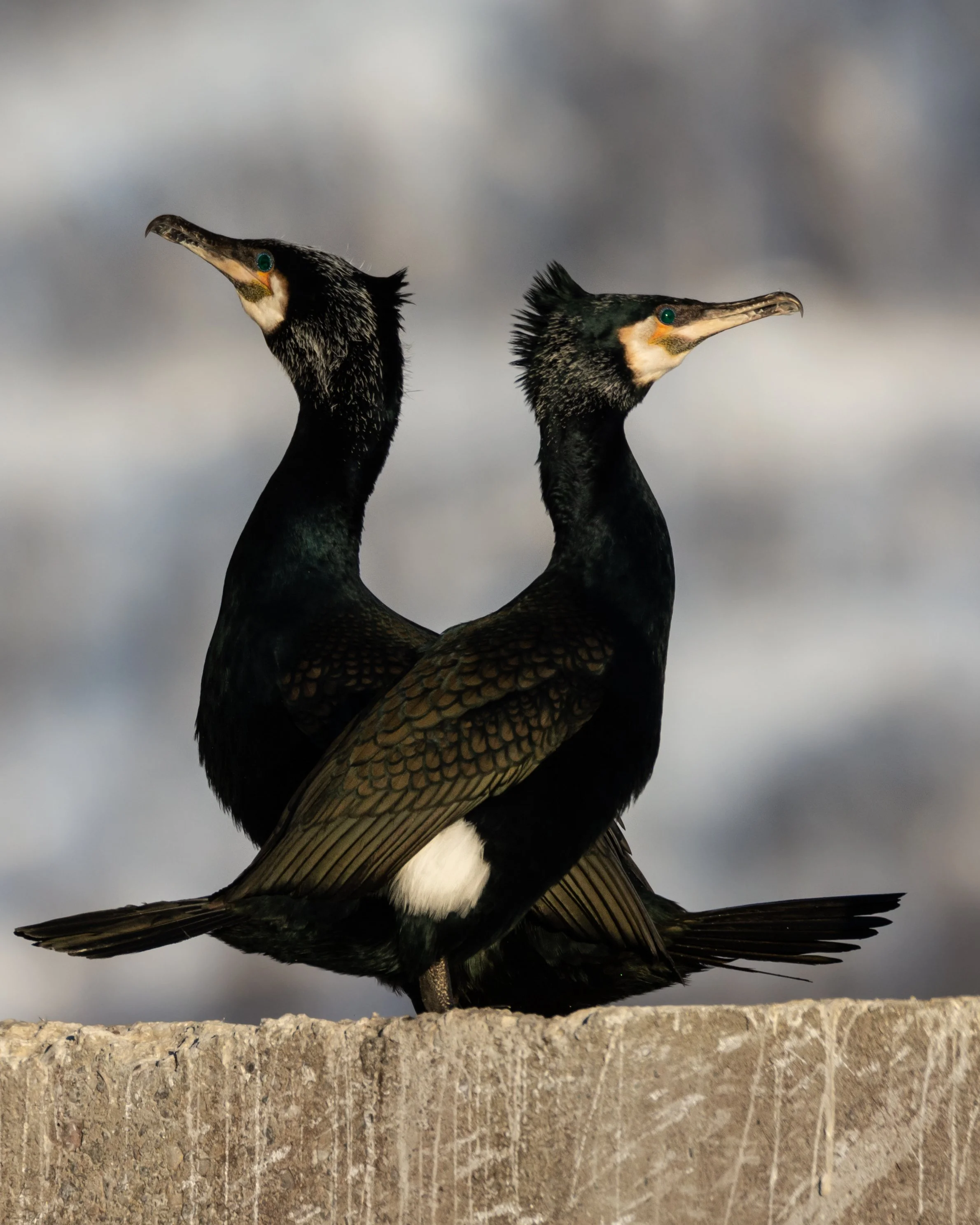 Skarv på brua-4997.jpg