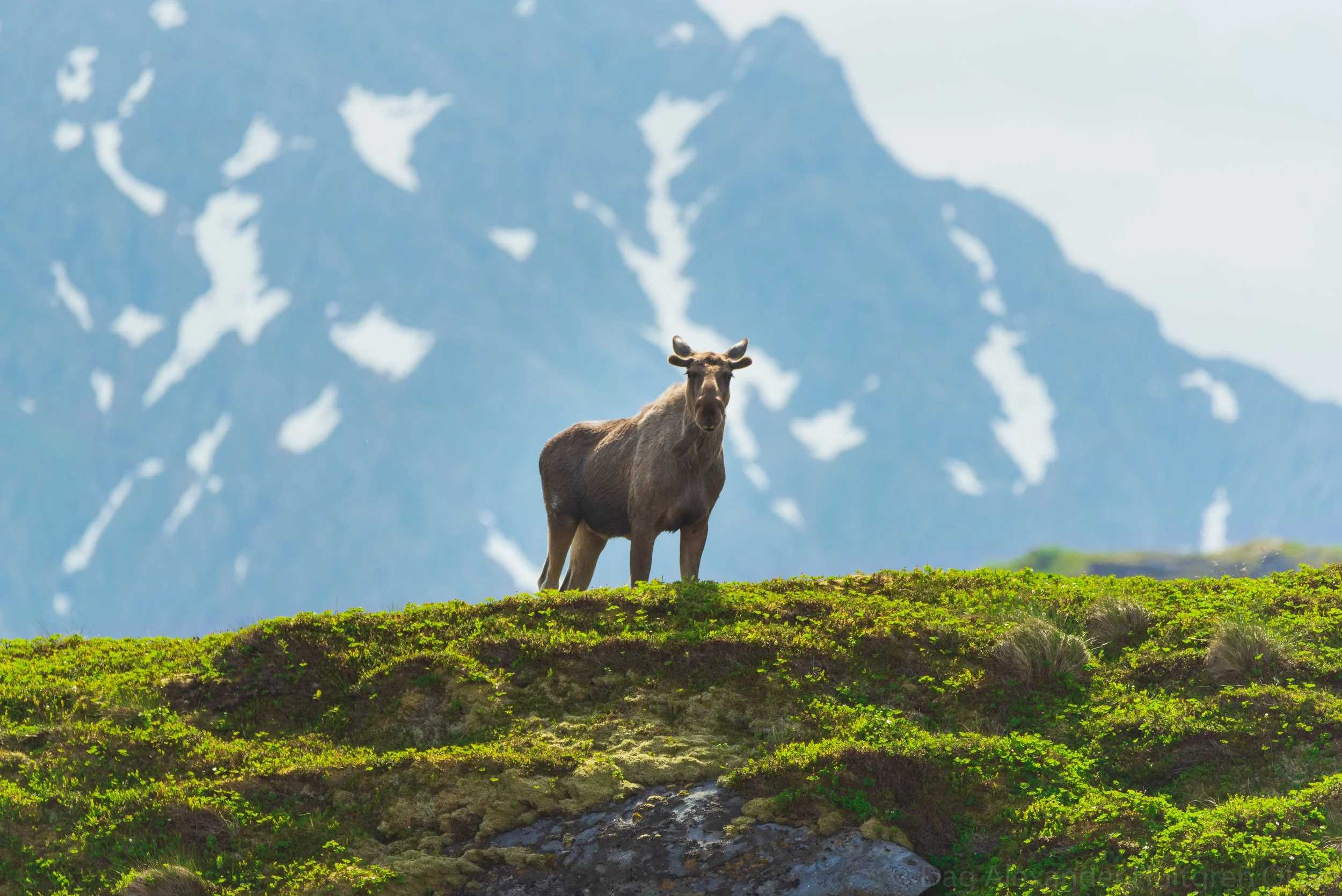 Elg på holme-8725.jpg